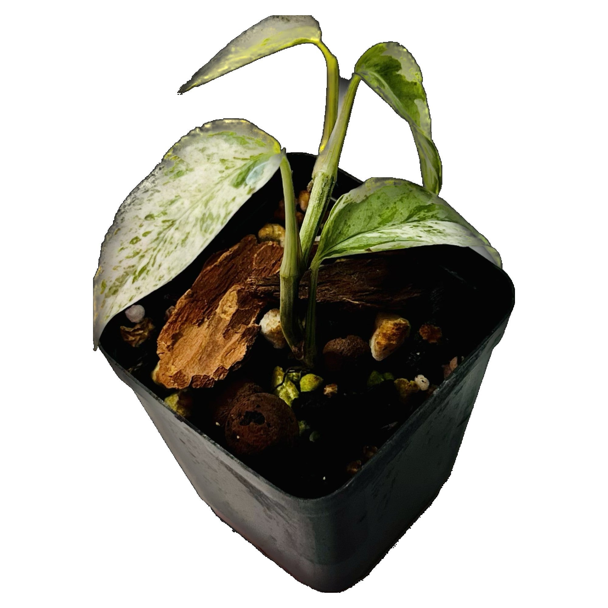 Epipremnum Bali Hanoman in 2" pot