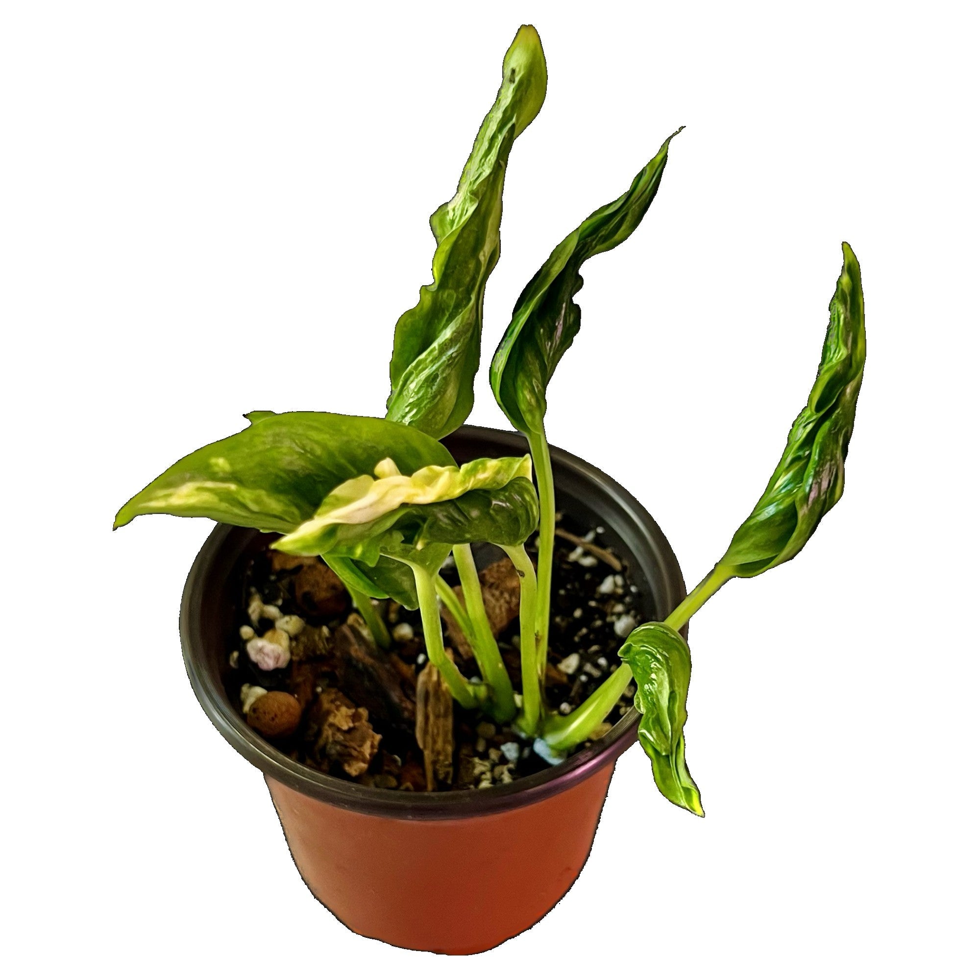 Epipremnum Shangri La Aurea in 4" pot