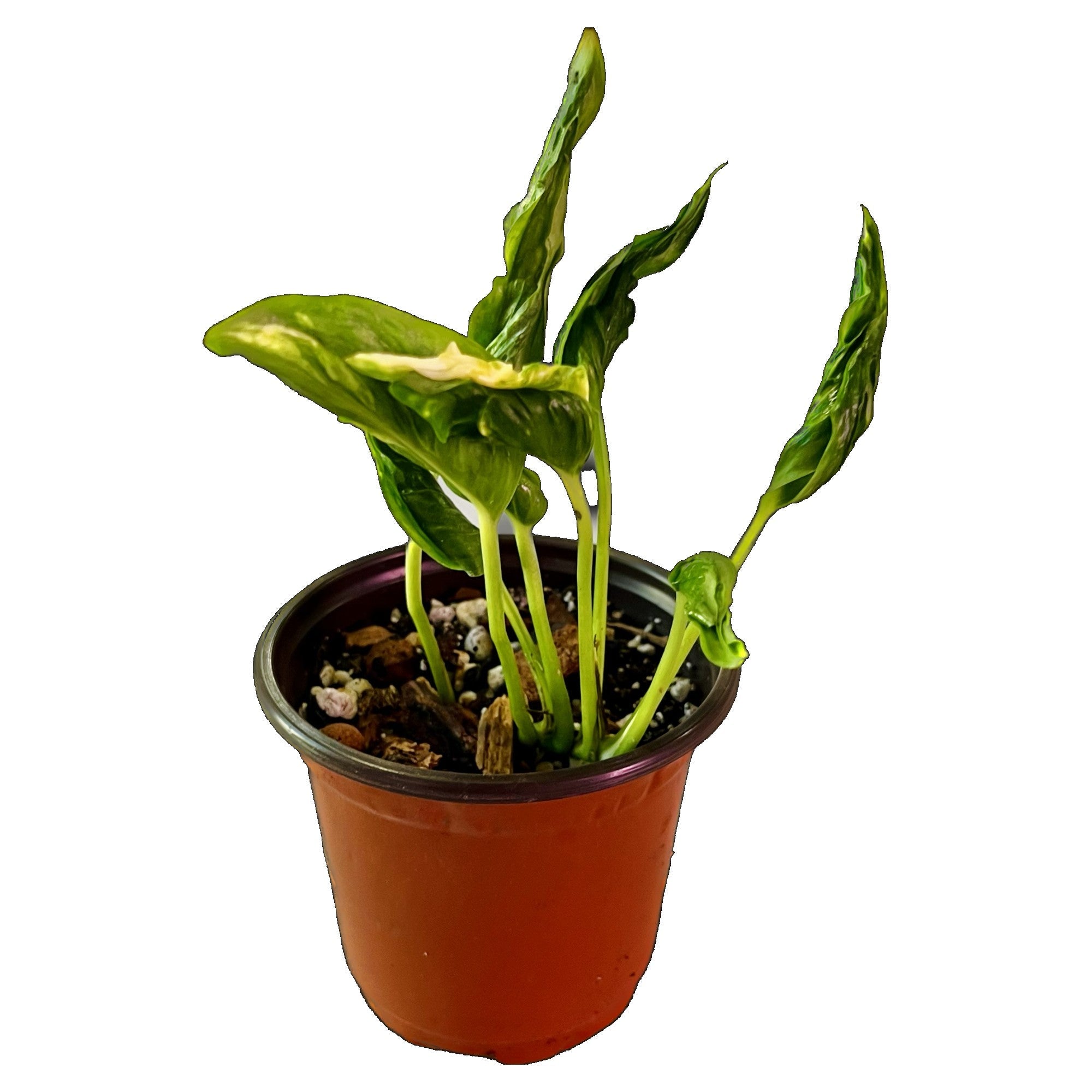 Epipremnum Shangri La Aurea in 4" pot