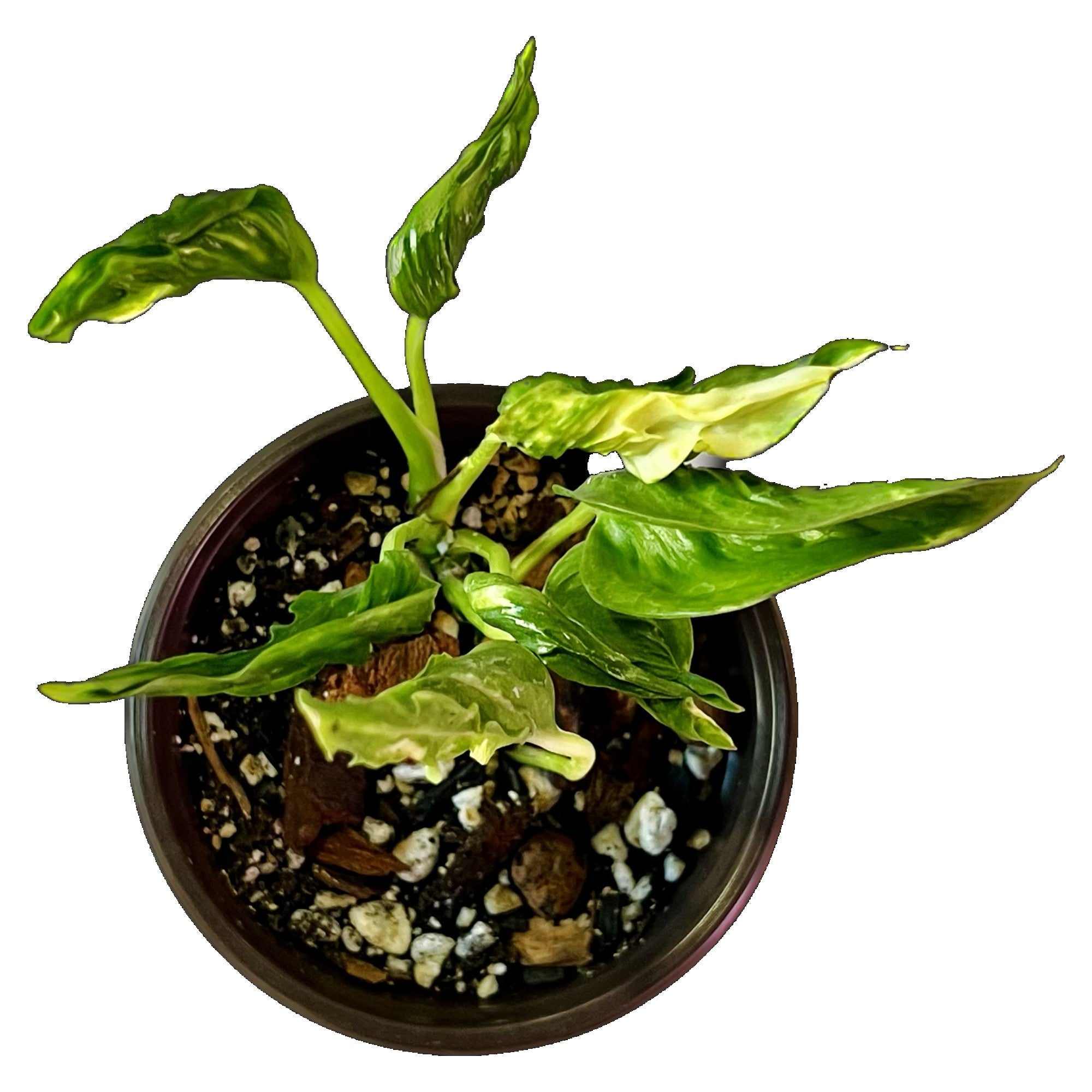 Epipremnum Shangri La Aurea in 4" pot
