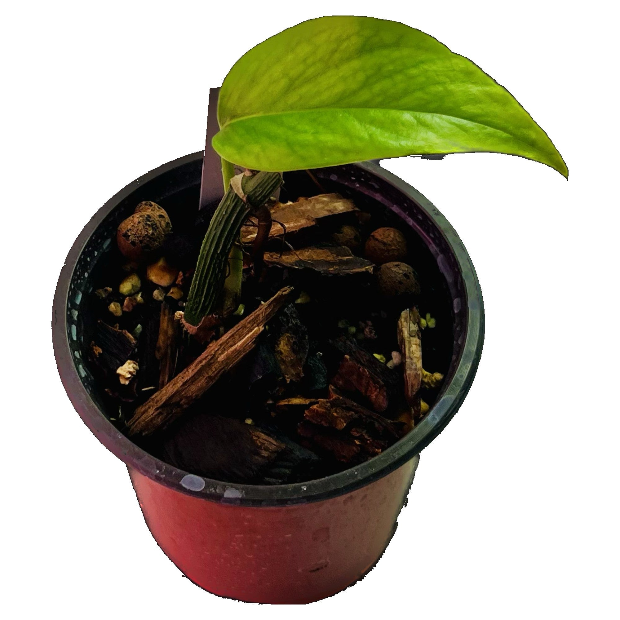 Epipremnum Yellow Flame Aurea in 4" pot