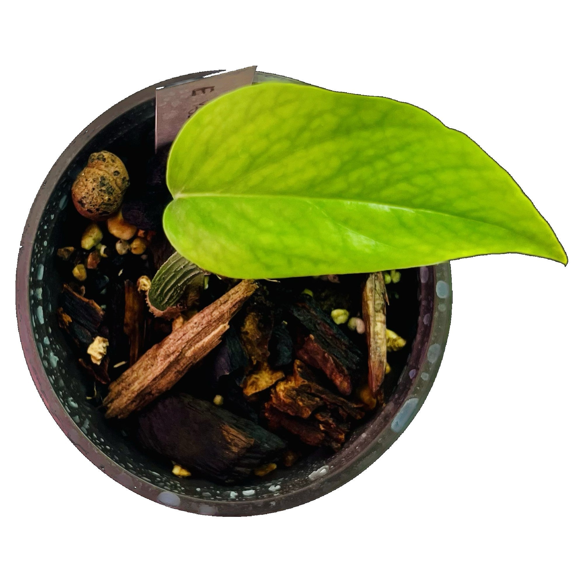 Epipremnum Yellow Flame Aurea in 4" pot