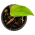 Epipremnum Yellow Flame Aurea in 4" pot