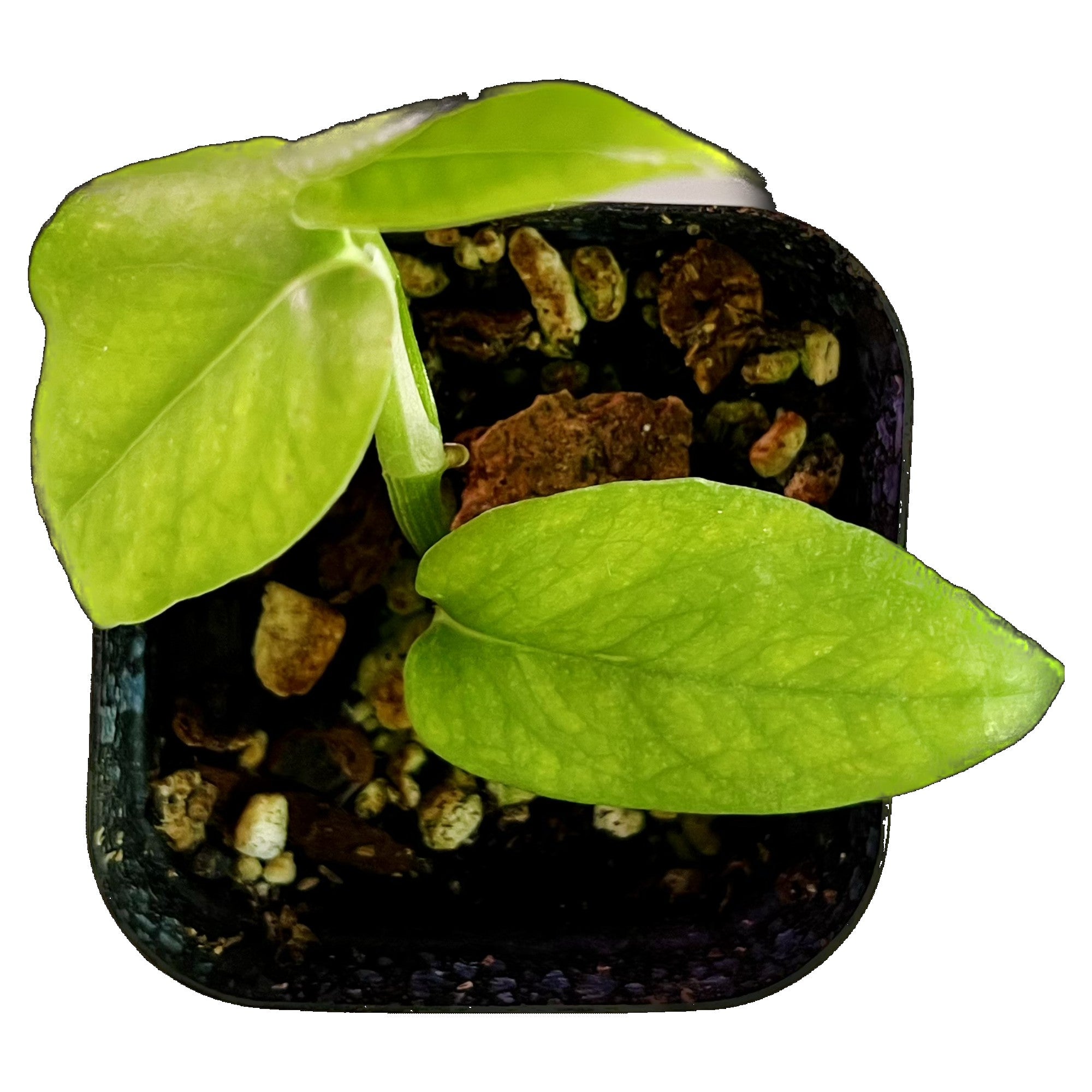 Epipremnum Yellow Flame Aurea in 2" pot