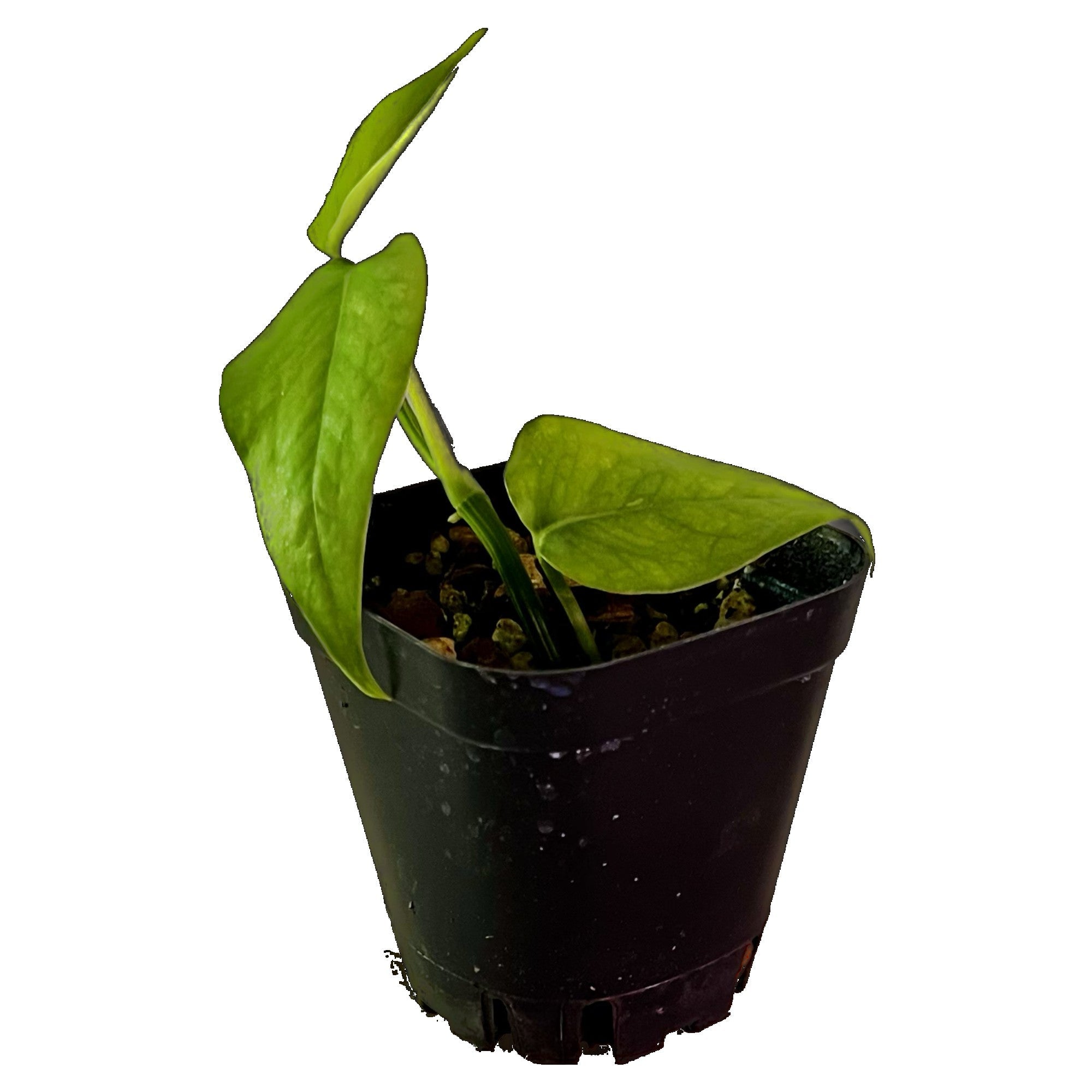 Epipremnum Yellow Flame Aurea in 2" pot