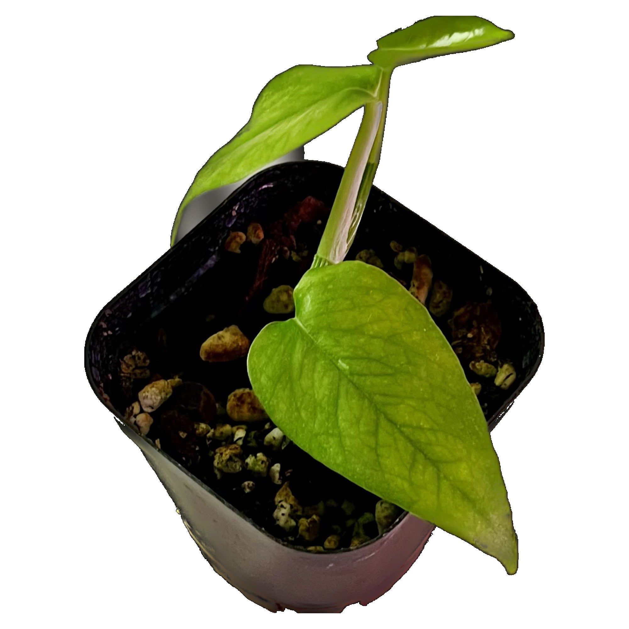 Epipremnum Yellow Flame Aurea in 2" pot