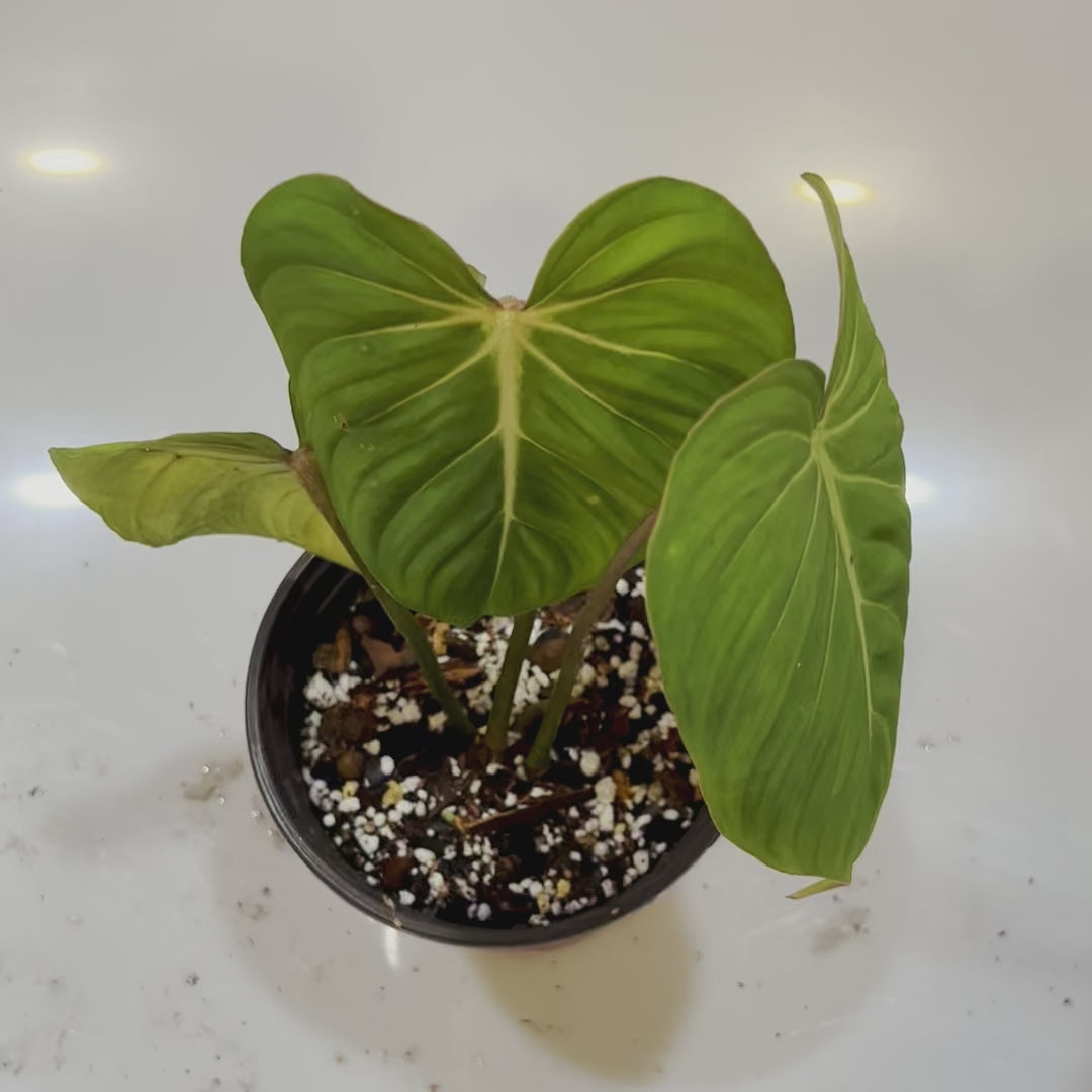 Philodendron Gloriosum - Medium