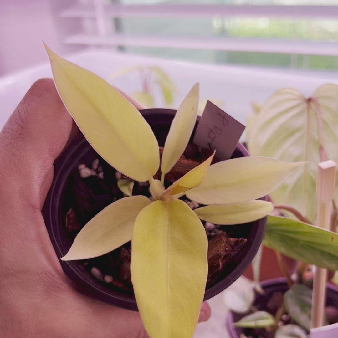 Philodendron Golden Ring of Fire - Small