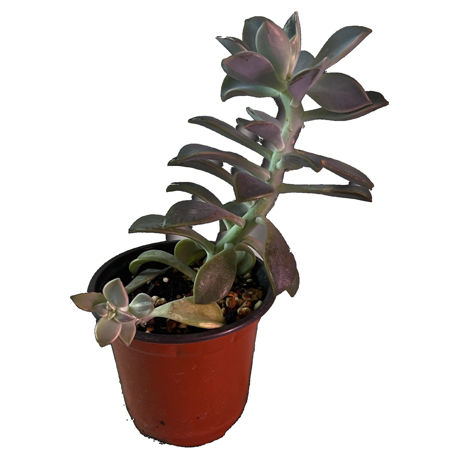 Ghost Plant in 4" pot