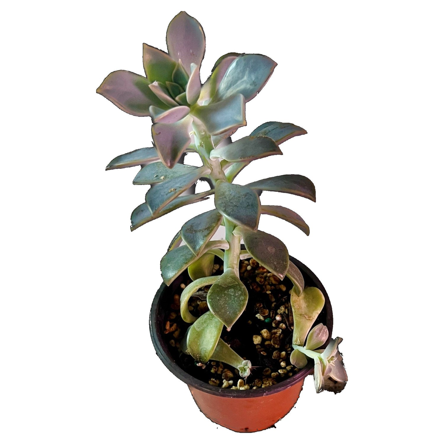 Ghost Plant in 4" pot