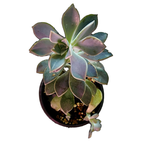 Ghost Plant - Small Ghost Plant - Small
