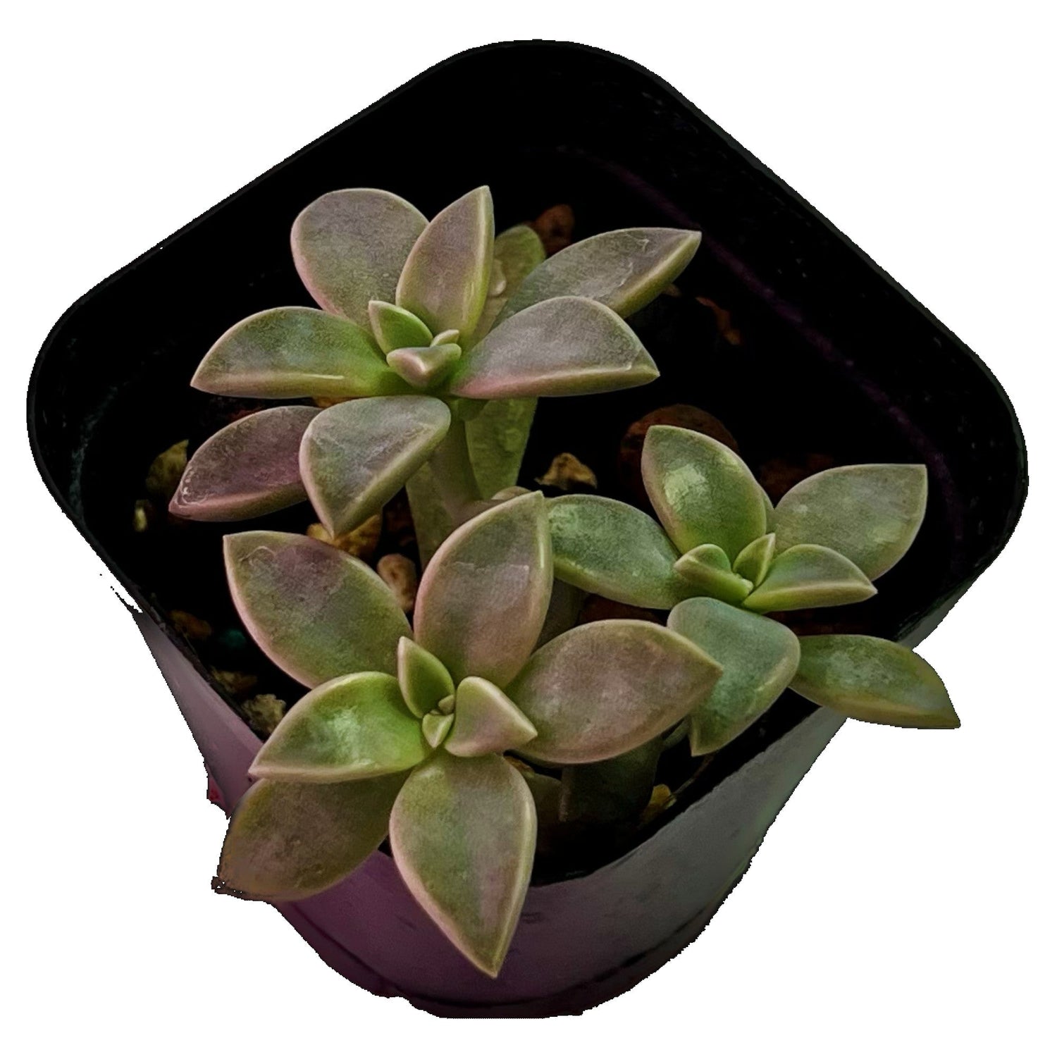 Ghost Plant in 2" pot