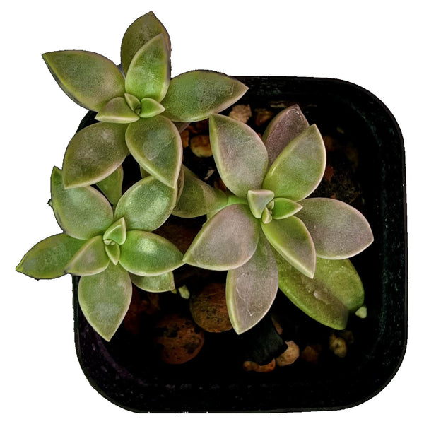 Ghost Plant - Starter Ghost Plant - Starter