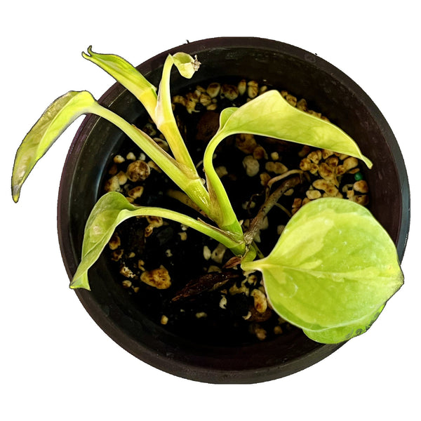 Pothos Verdes Globales - Pequeño Pothos Verdes Globales - Pequeño