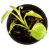 Global Green Pothos in 4" pot