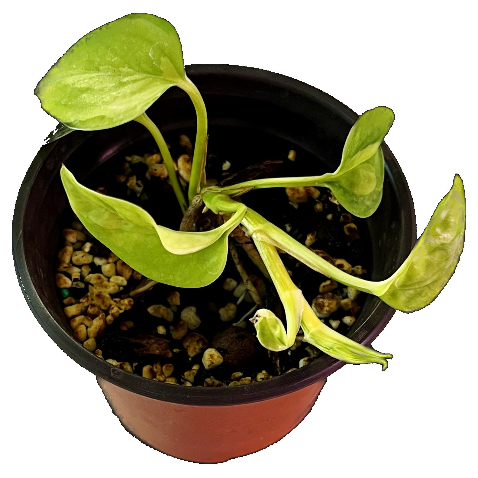 Global Green Pothos in 4" pot