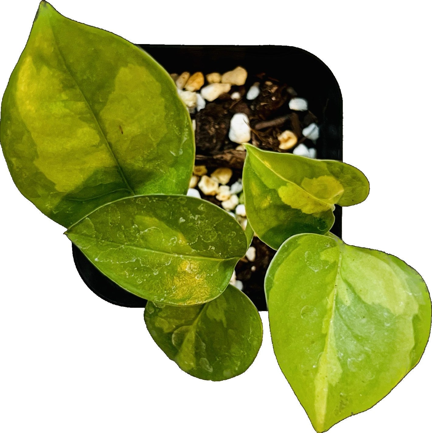 Global Green Pothos in 2" pot