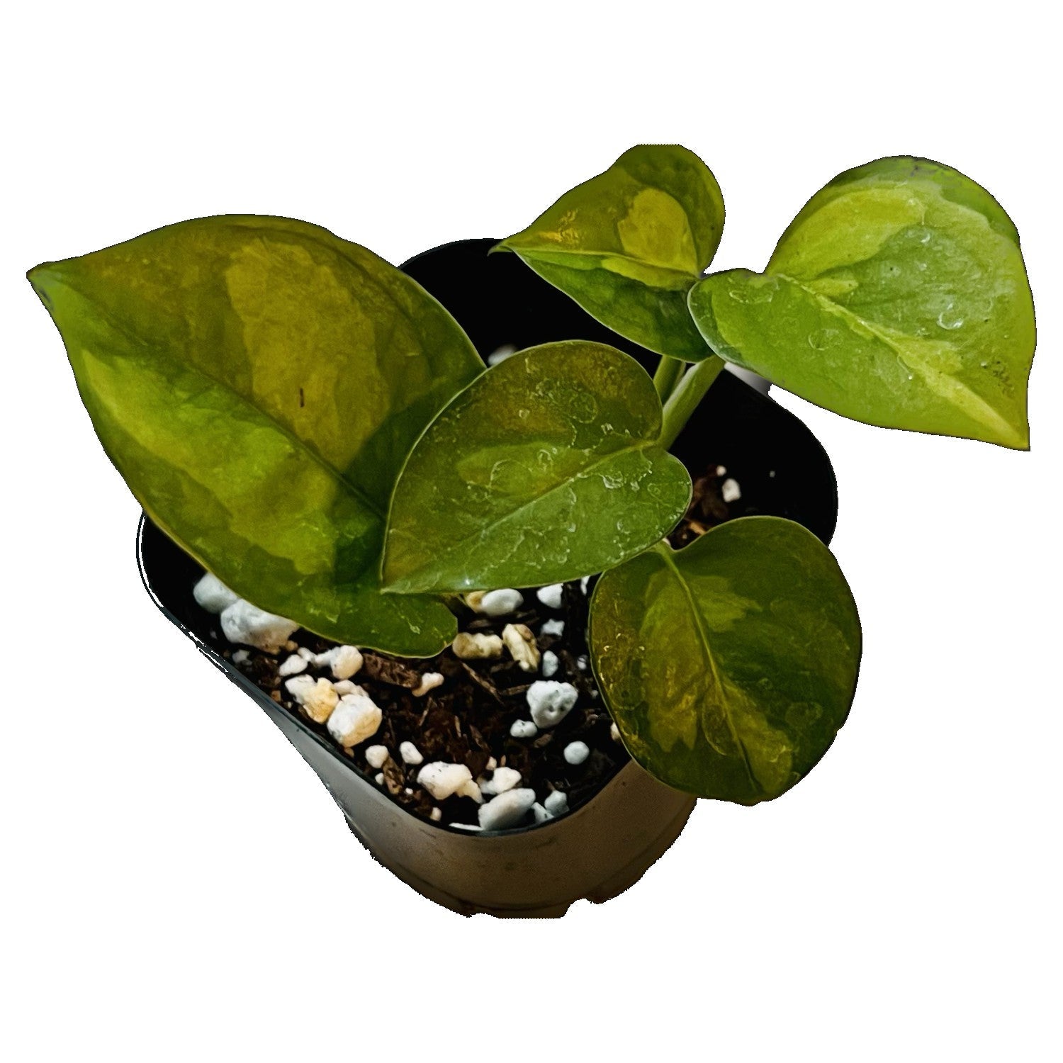 Global Green Pothos in 2" pot