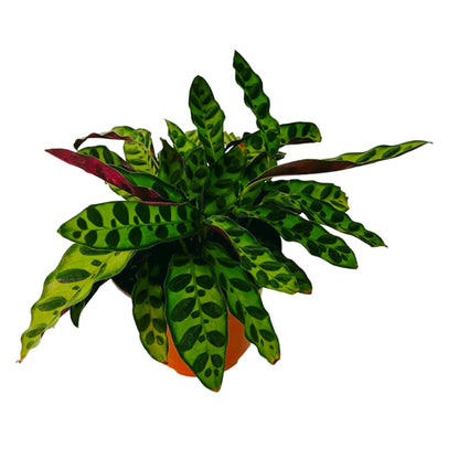 Goeppertia Insignis (Rattlesnake Plant) in 6&quot; pot