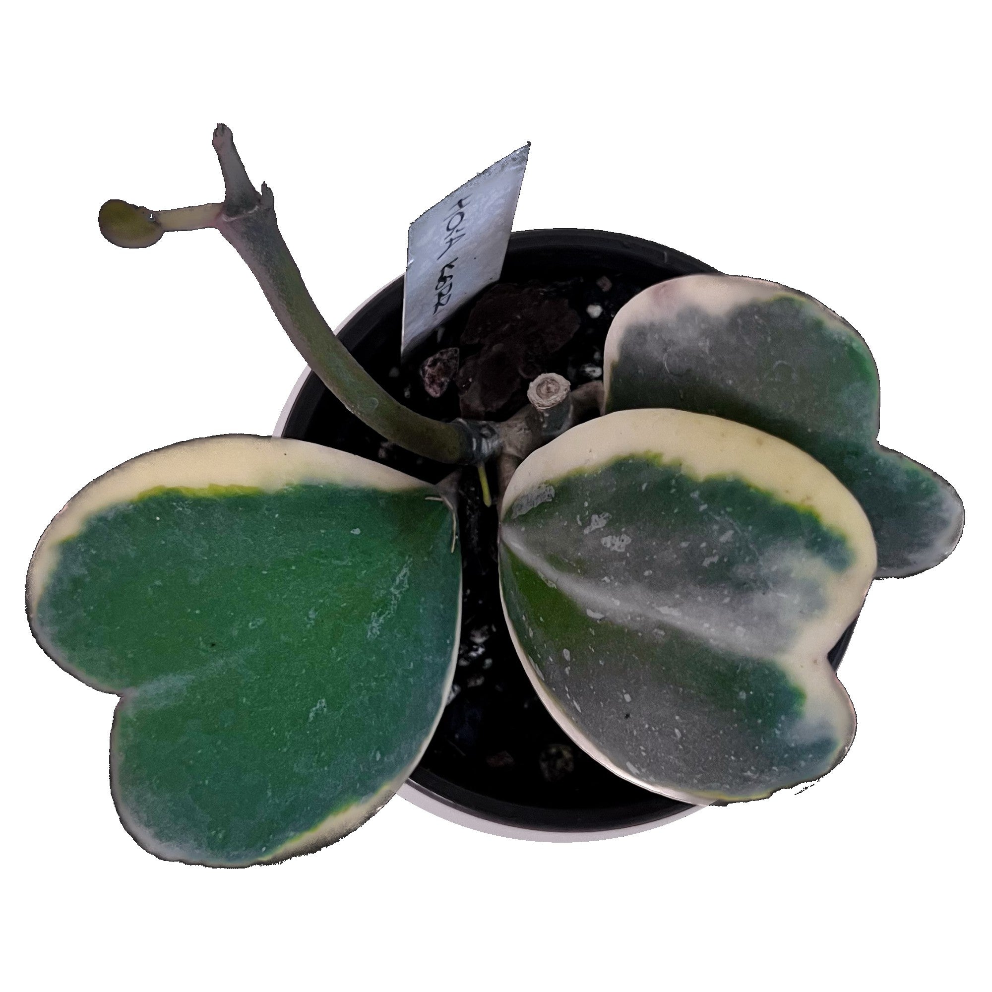 Hoya Kerrii Variegated in 4" pot