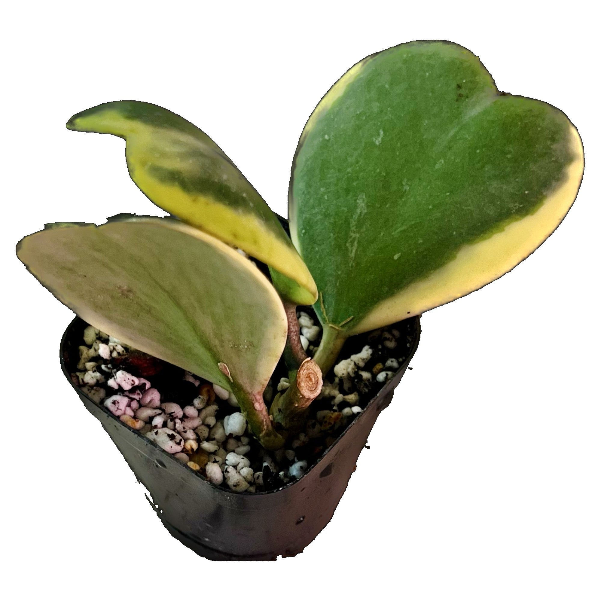 Hoya Kerrii Variegated in 2" pot