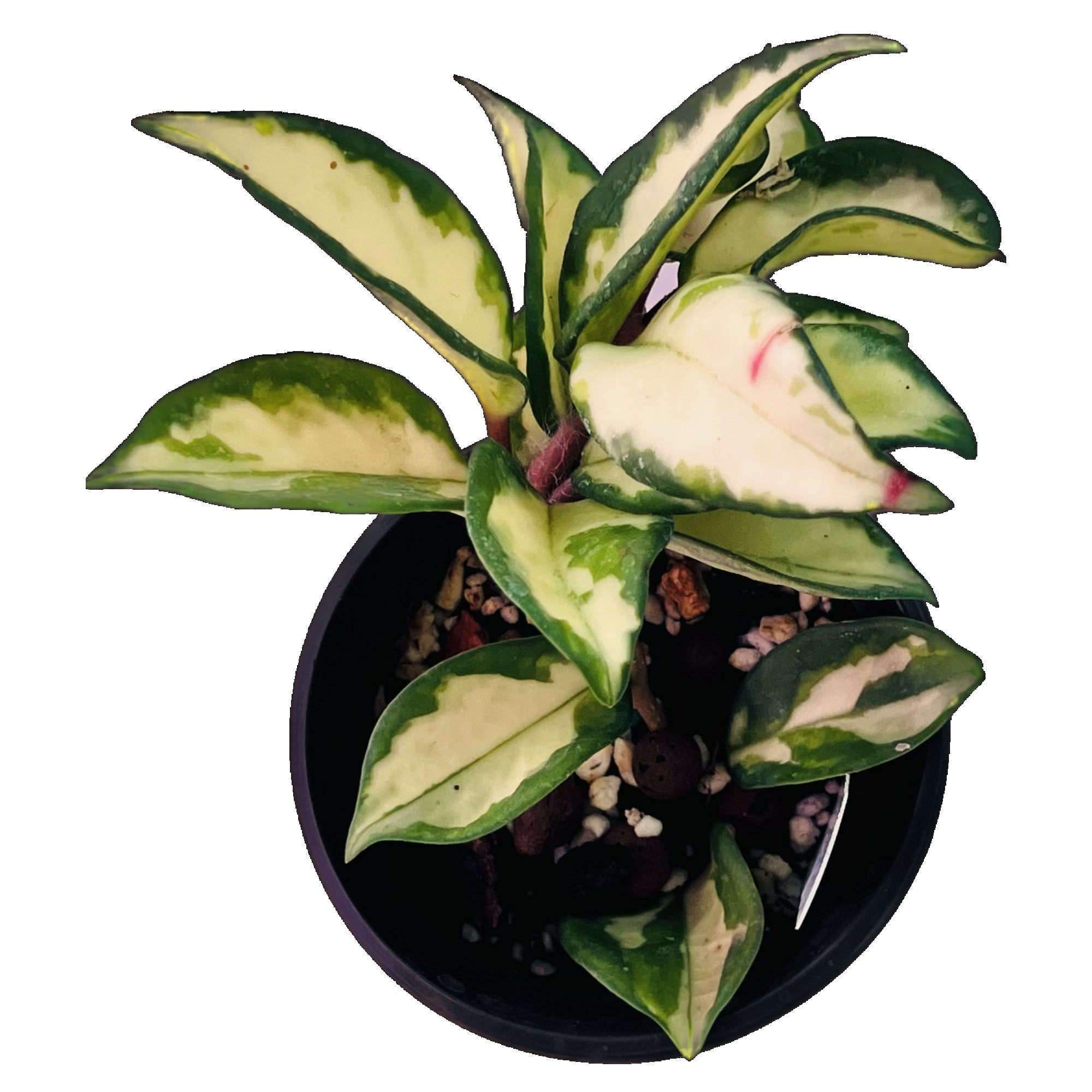 Hoya Krimson Princess in 4" pot