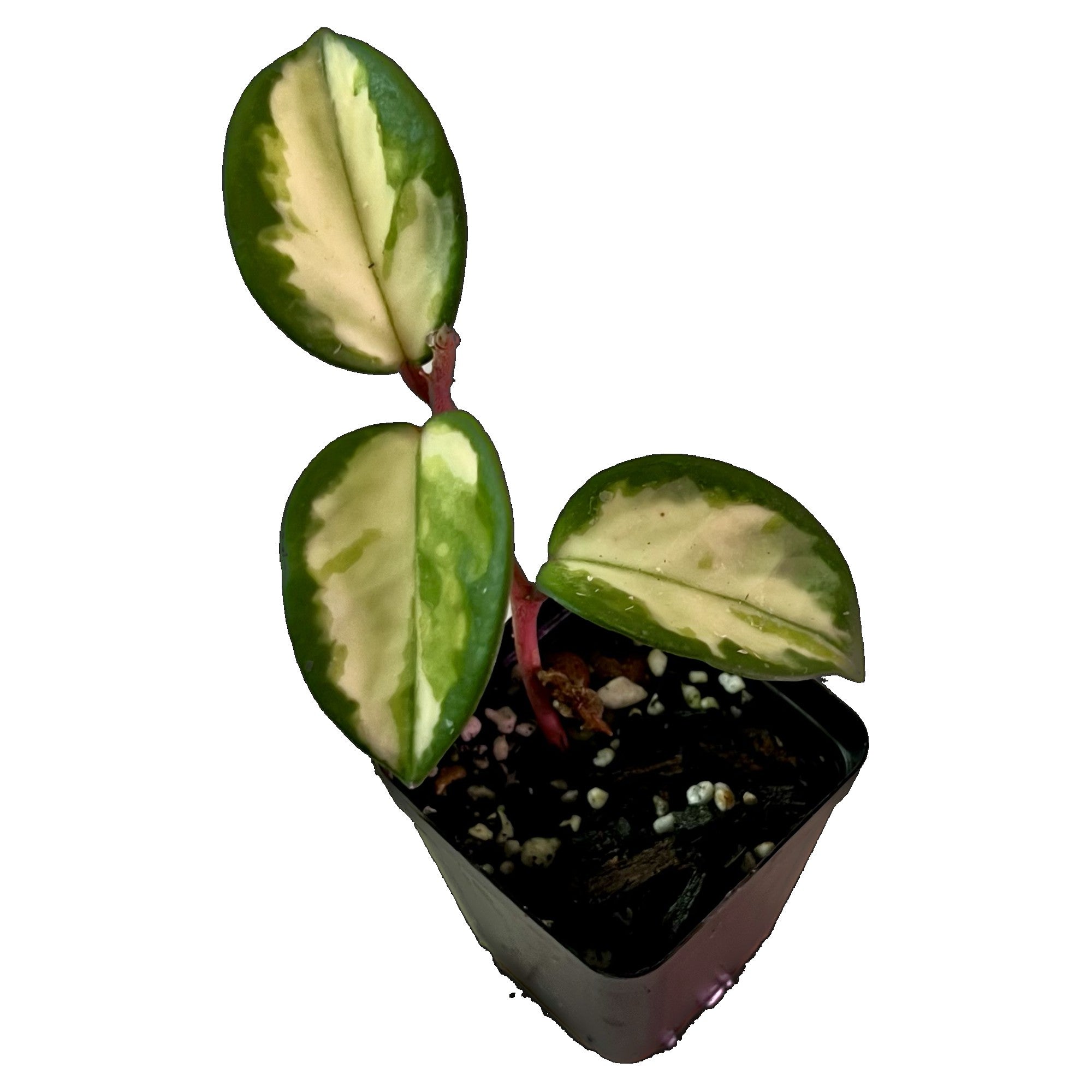 Hoya Krimson Princess in 2" pot