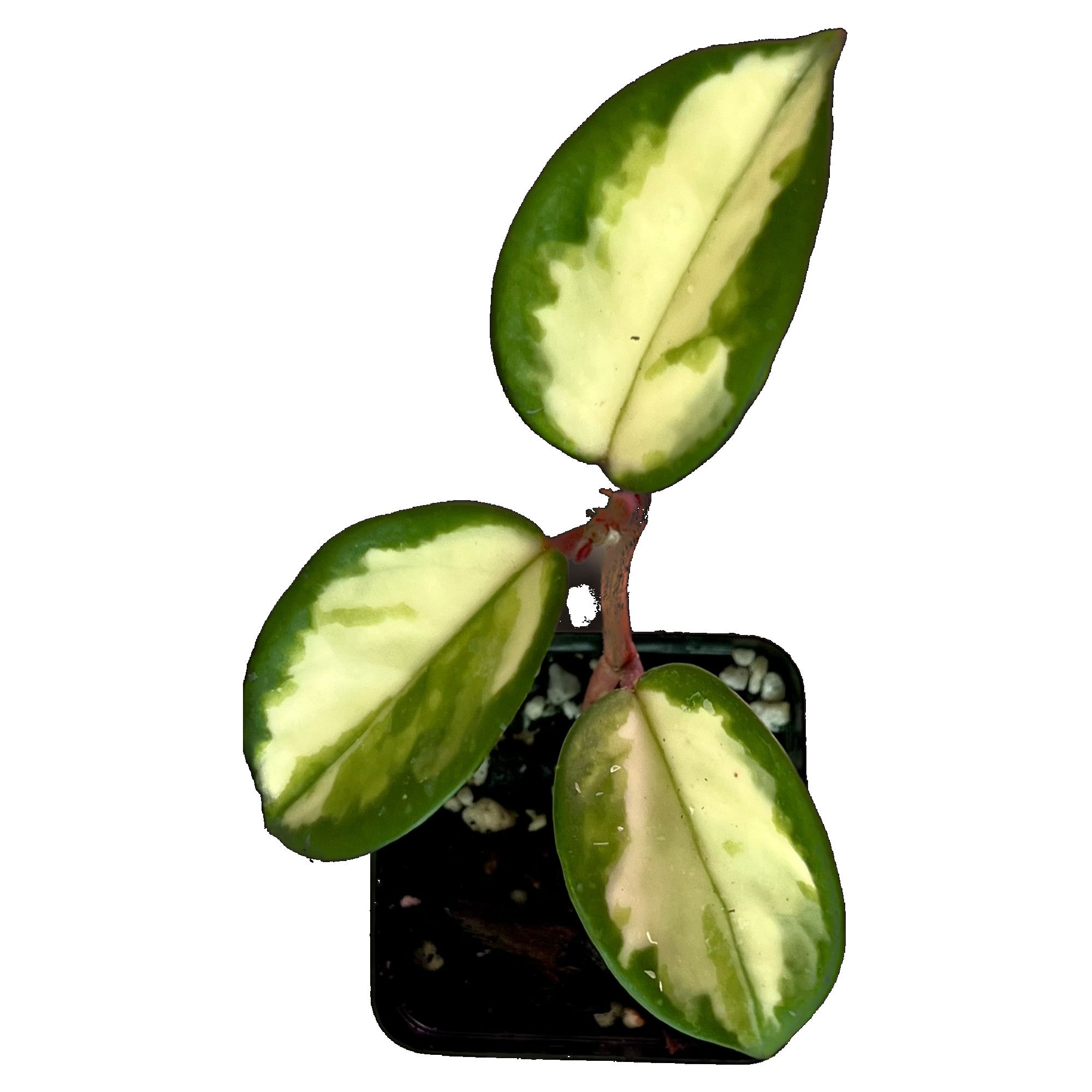 Hoya Krimson Princess in 2" pot