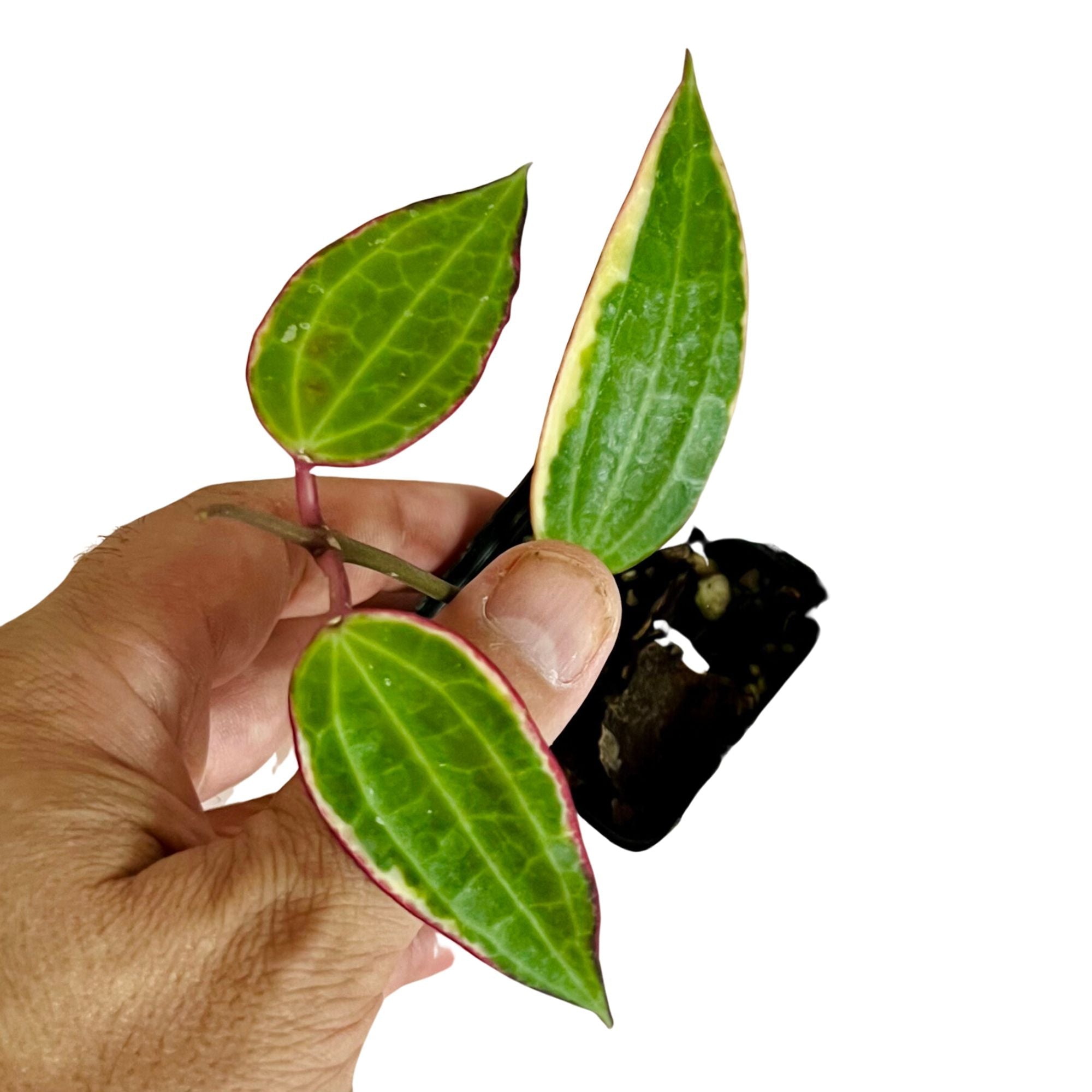 Hoya Latifolia Variegated in 2" pot