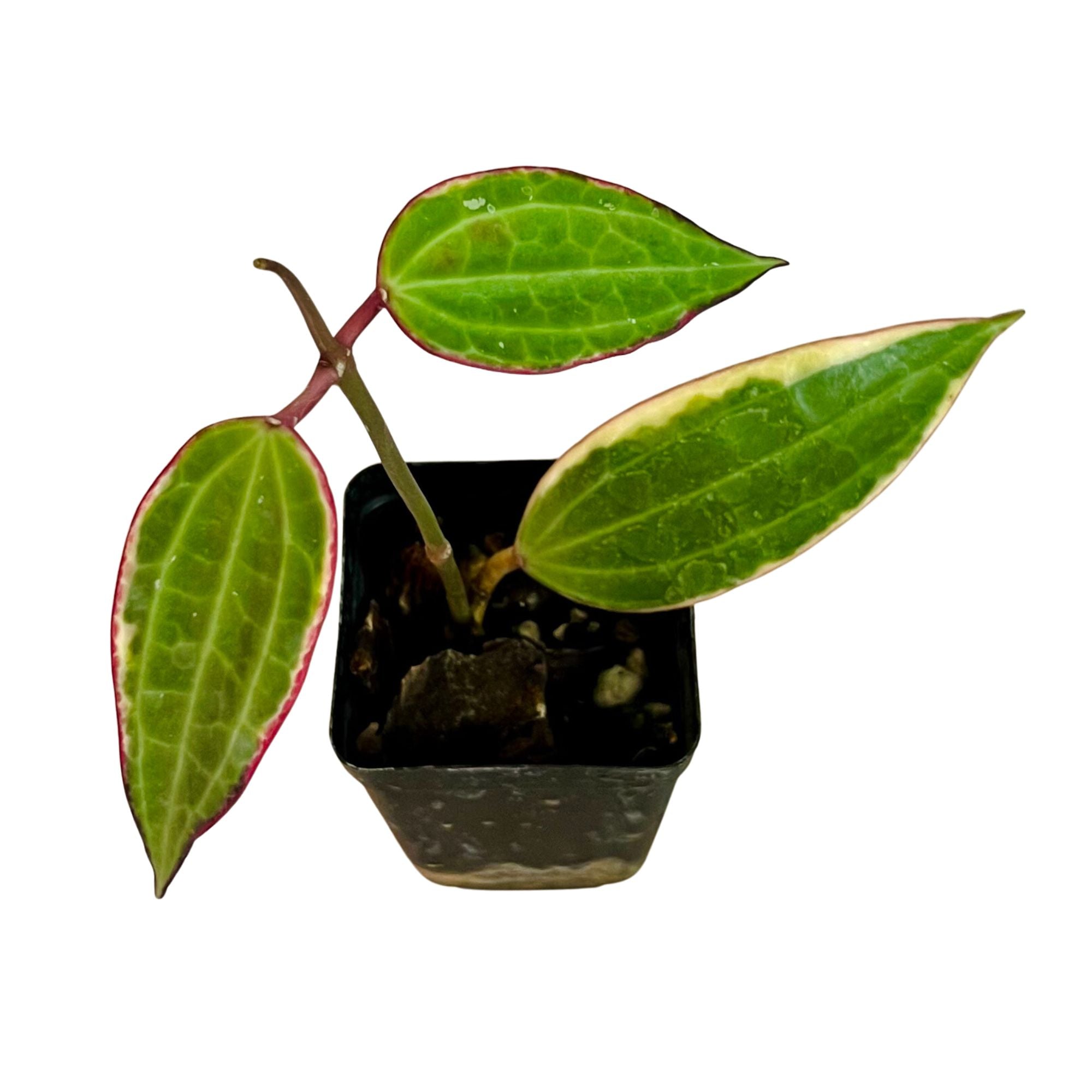 Hoya Latifolia Variegated in 2" pot
