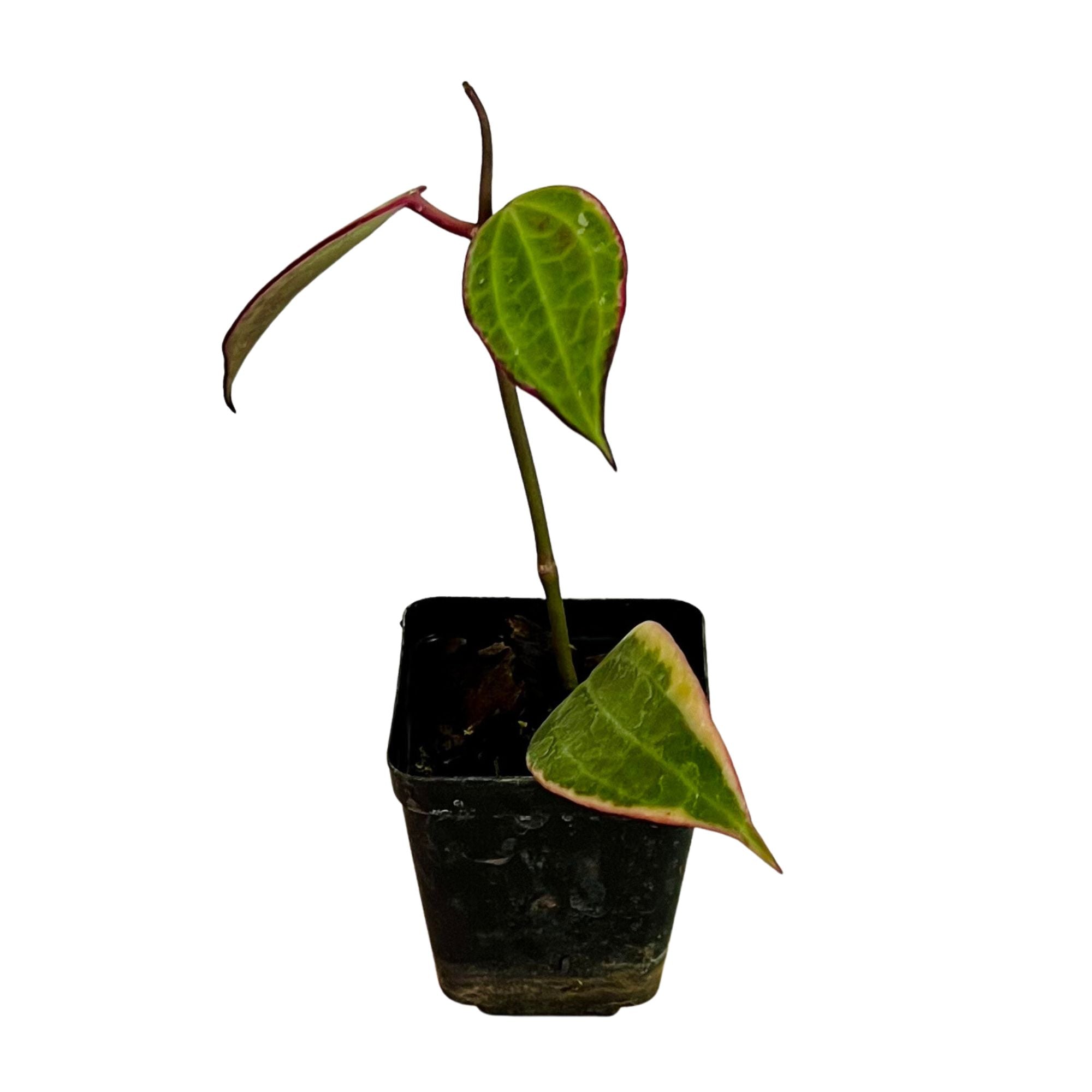 Hoya Latifolia Variegated in 2" pot