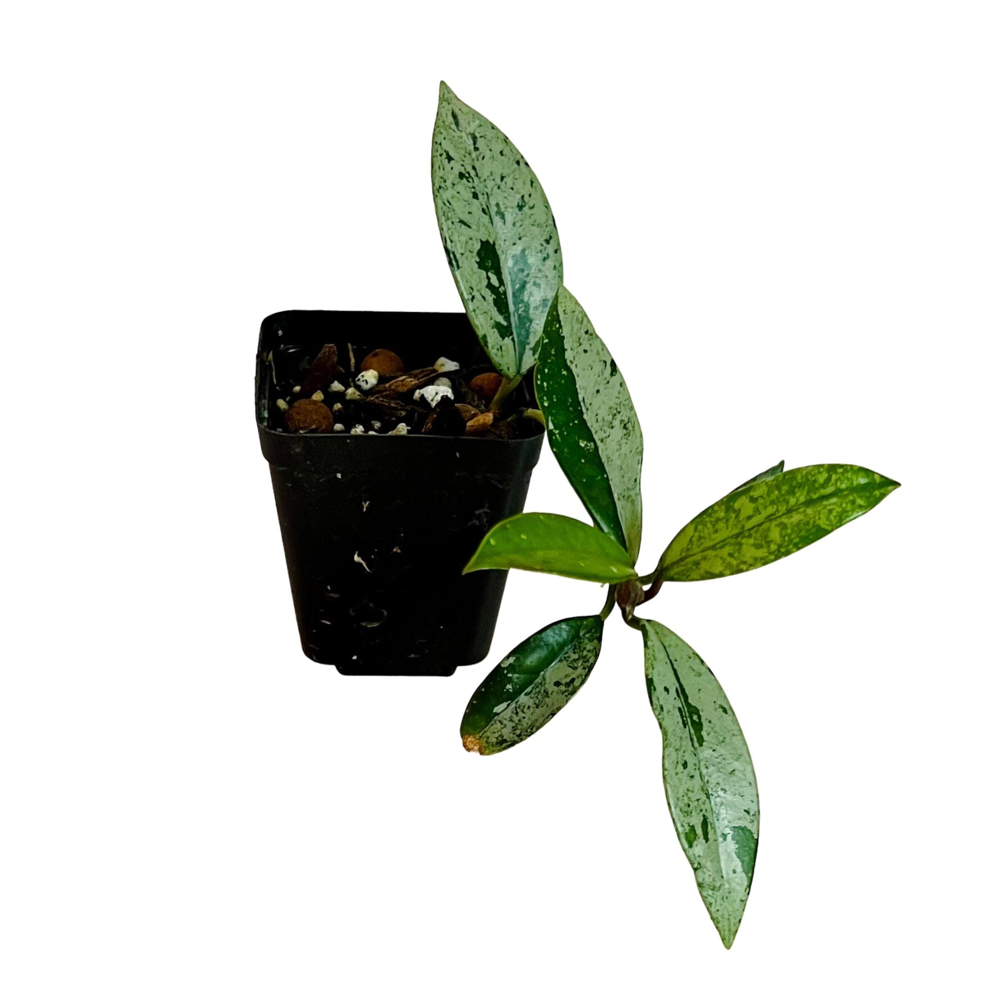 Hoya Wilbur Graves China in 2" pot