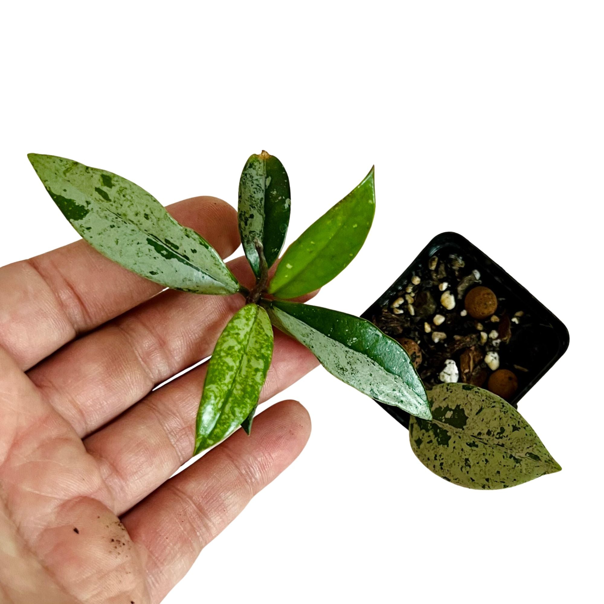 Hoya Wilbur Graves China in 2" pot