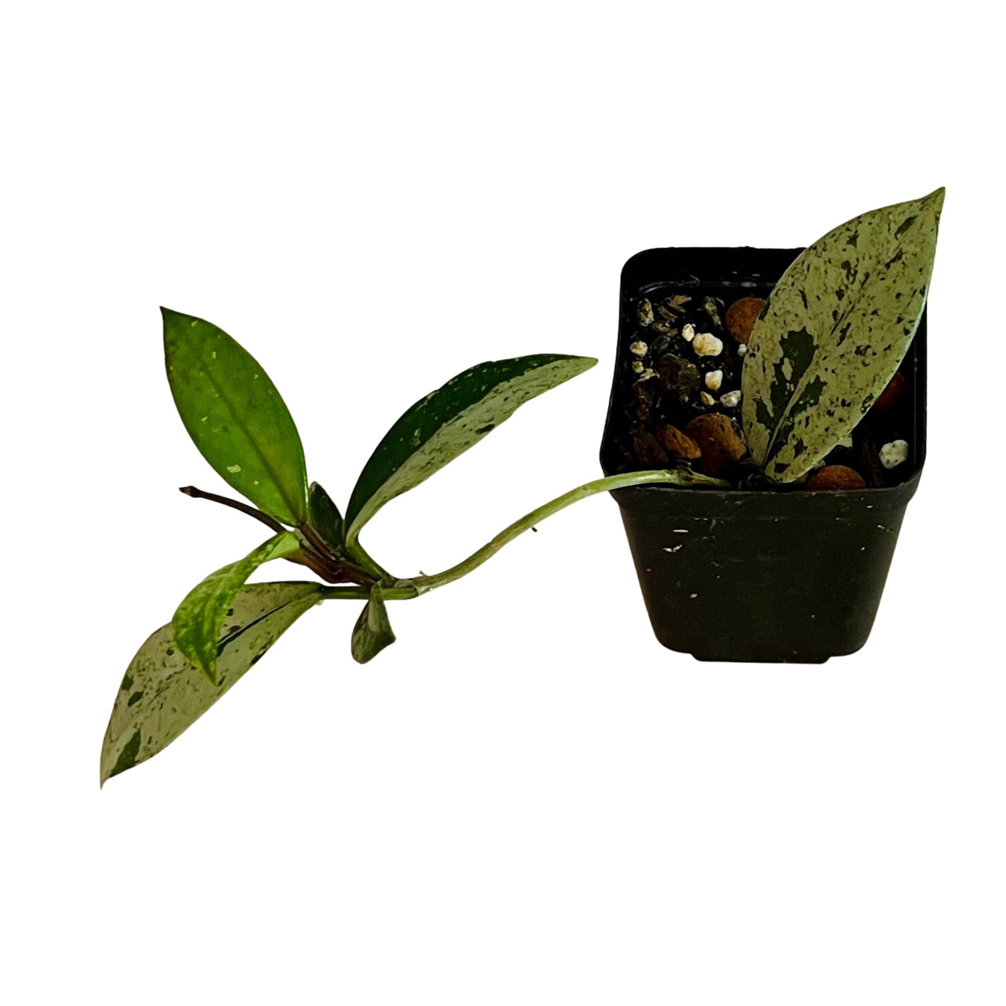 Hoya Wilbur Graves China in 2" pot