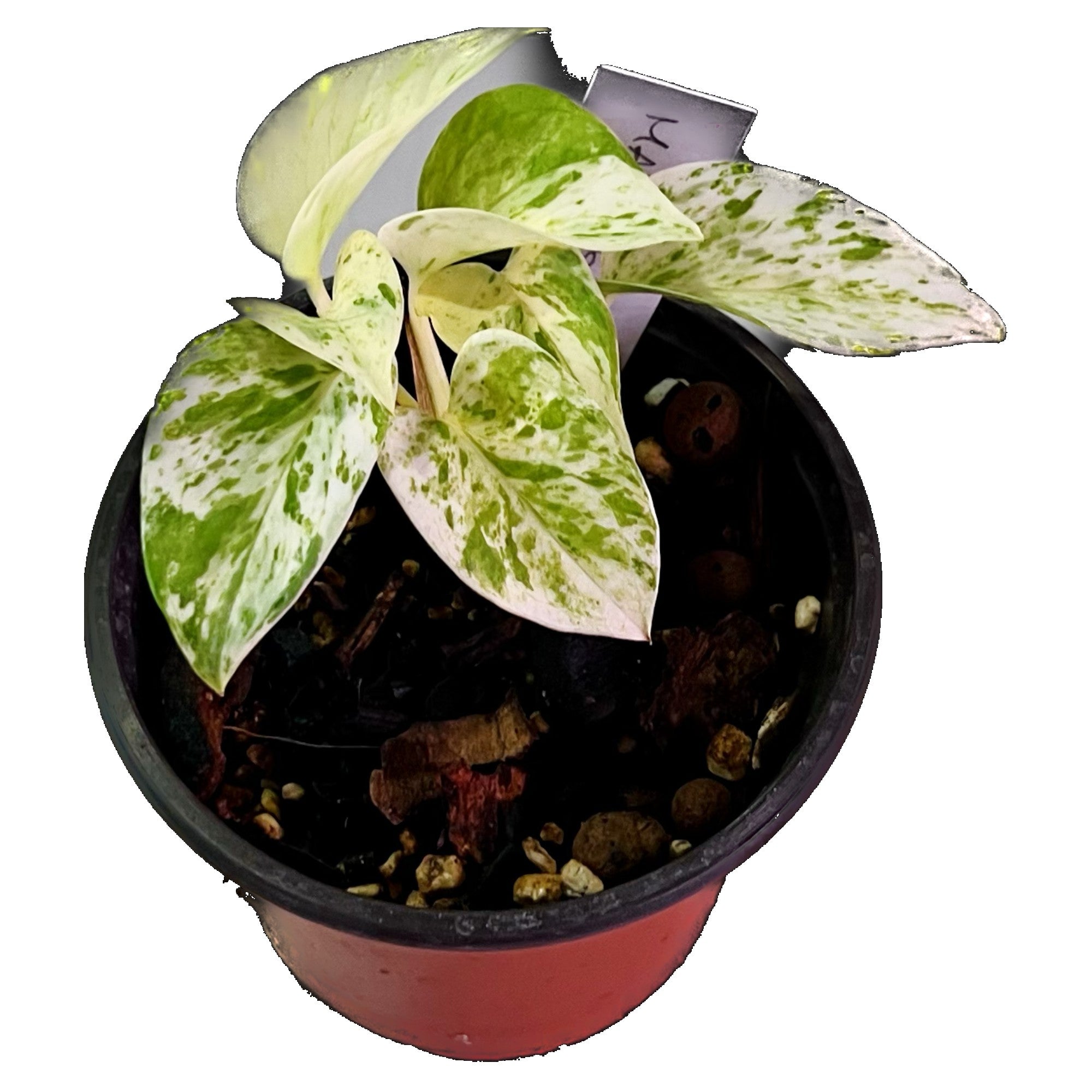 Marble Queen Pothos in 4" pot