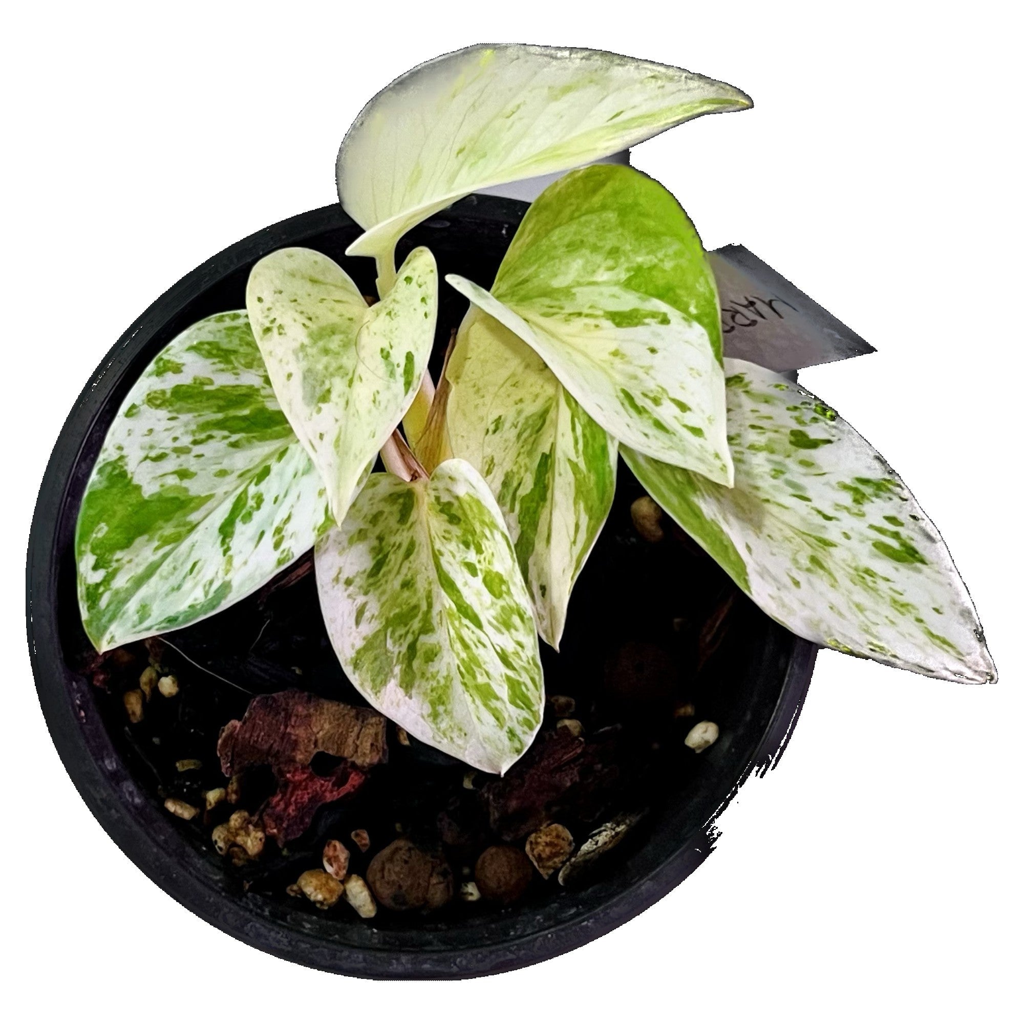 Marble Queen Pothos in 4" pot