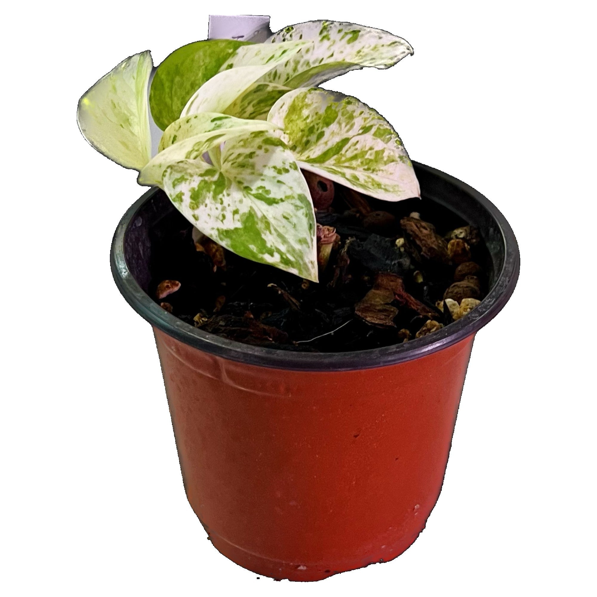 Marble Queen Pothos in 4" pot