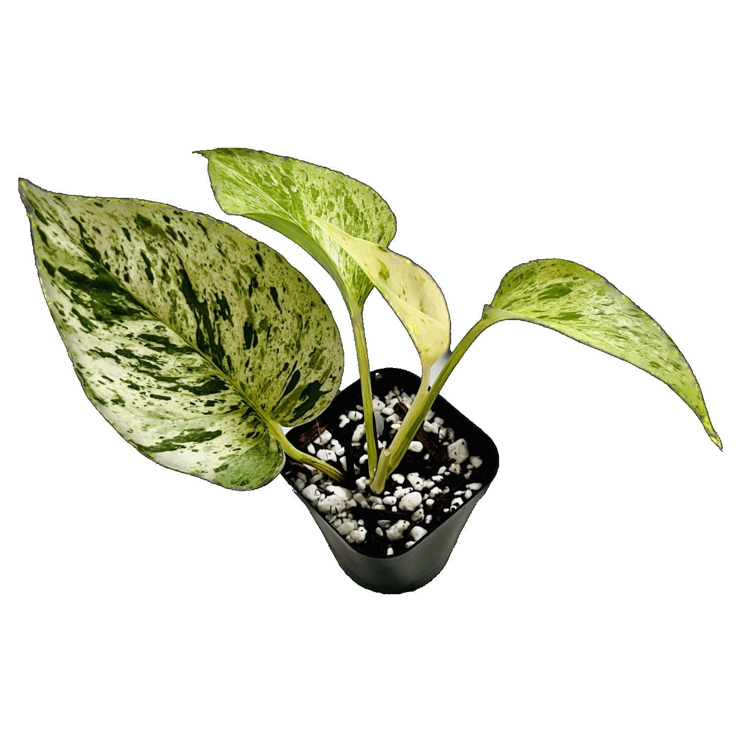 Marble Queen Pothos in 2" pot