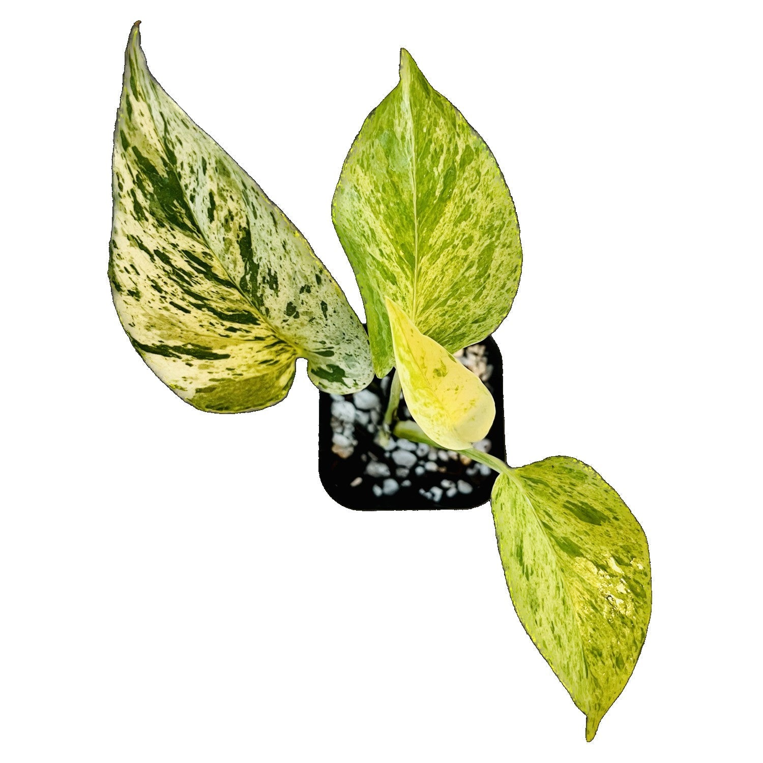 Marble Queen Pothos in 2" pot