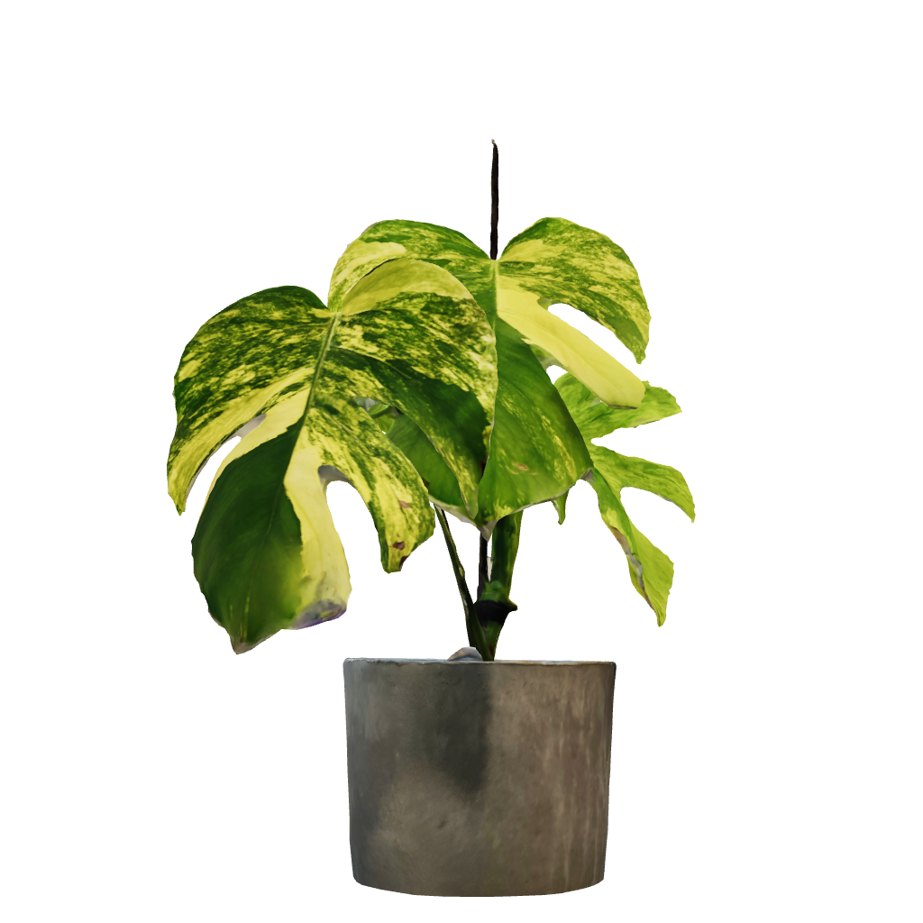 Monstera Deliciosa Aurea High Variegation - Medium