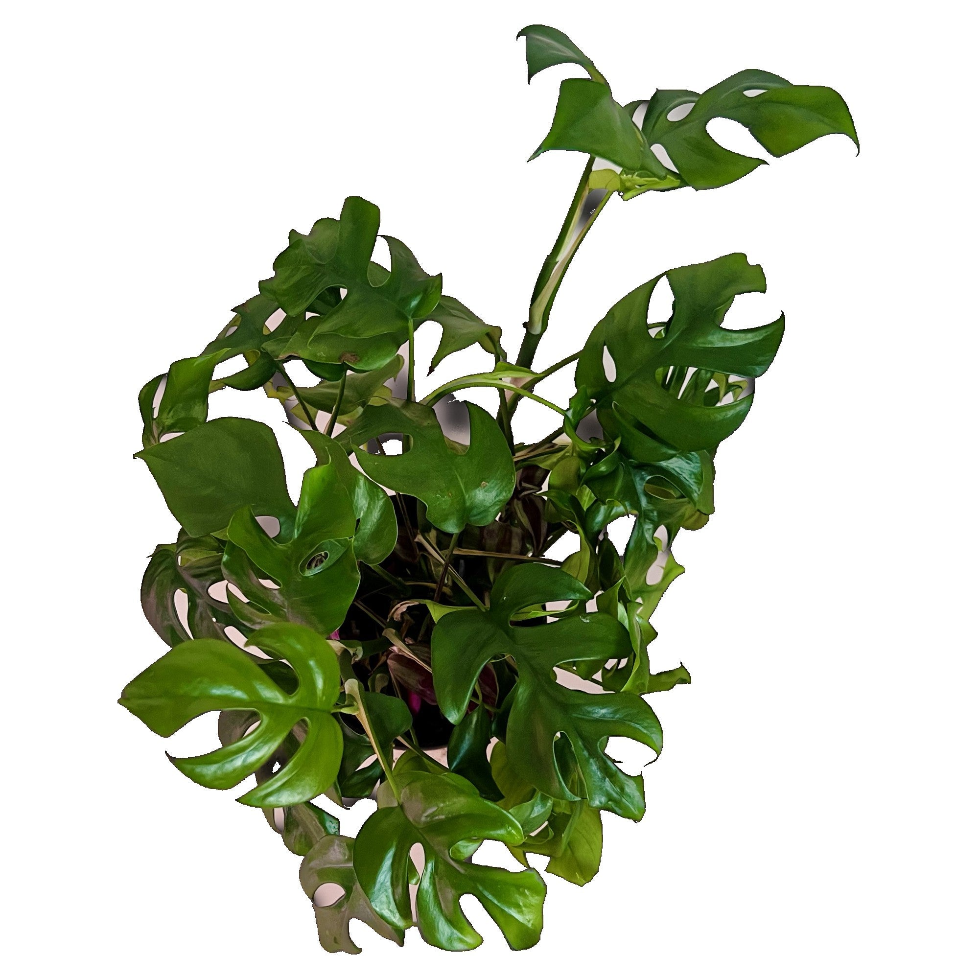 Mini Monstera in 6" pot