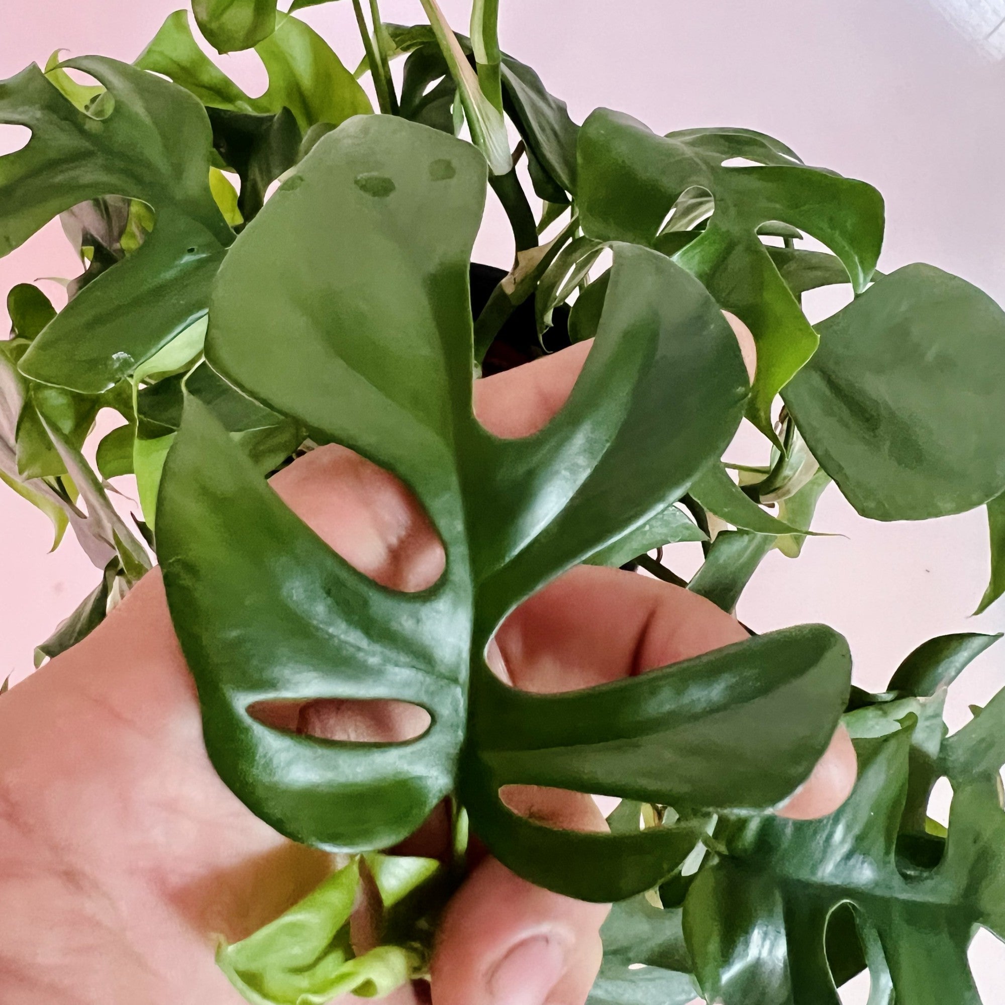 Mini Monstera in 6" pot