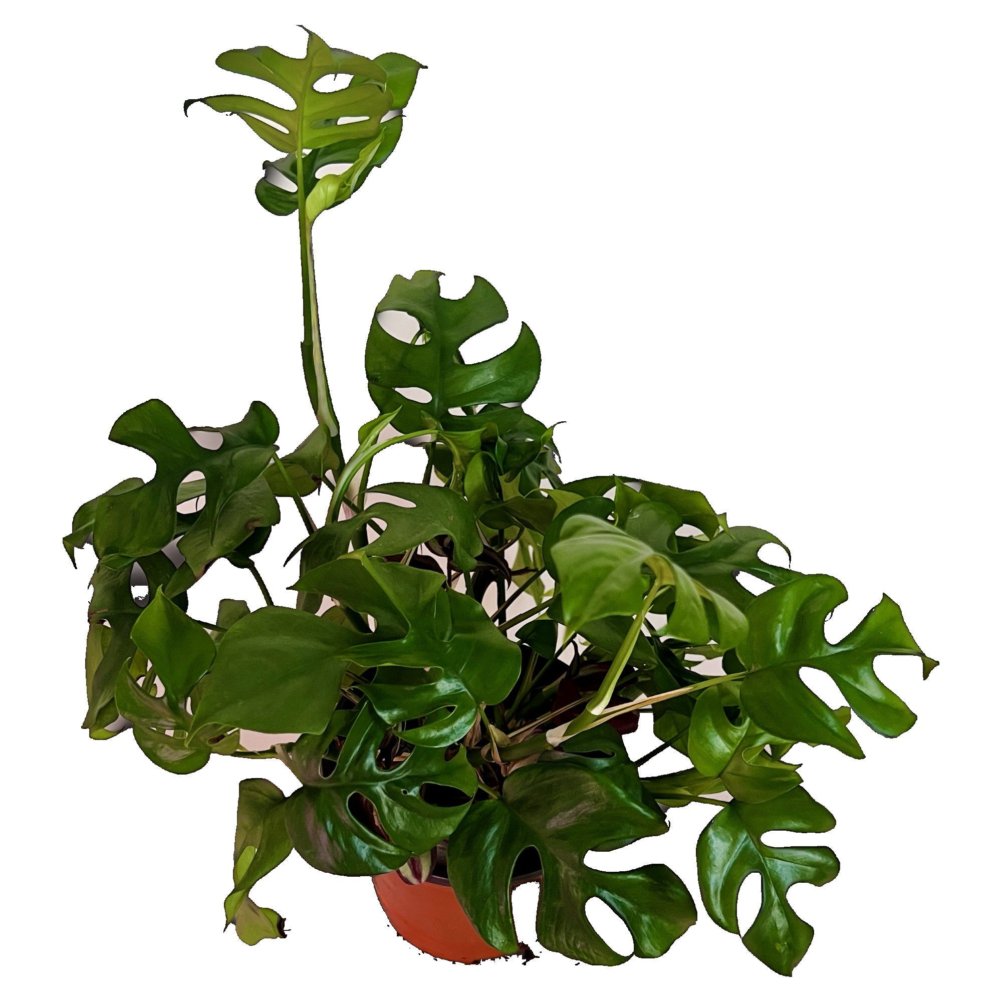 Mini Monstera in 6" pot