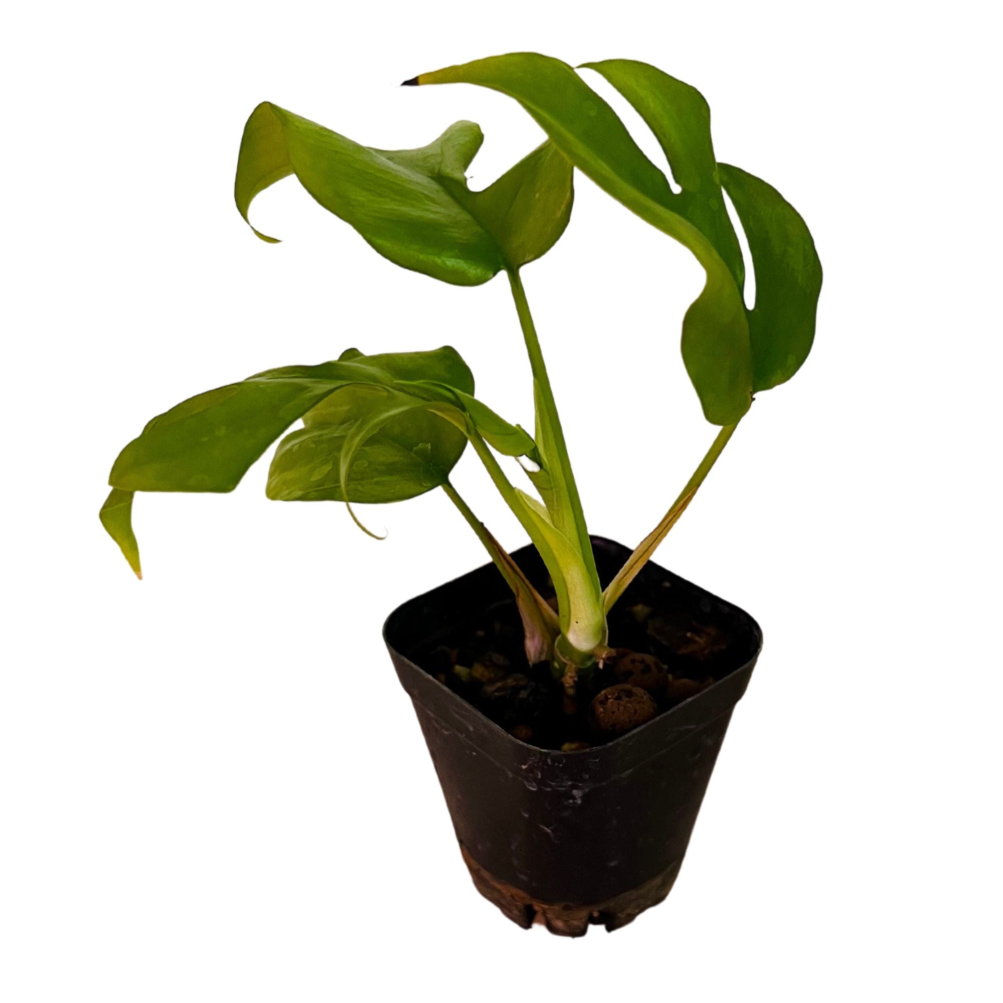 Mini Monstera in 2" pot