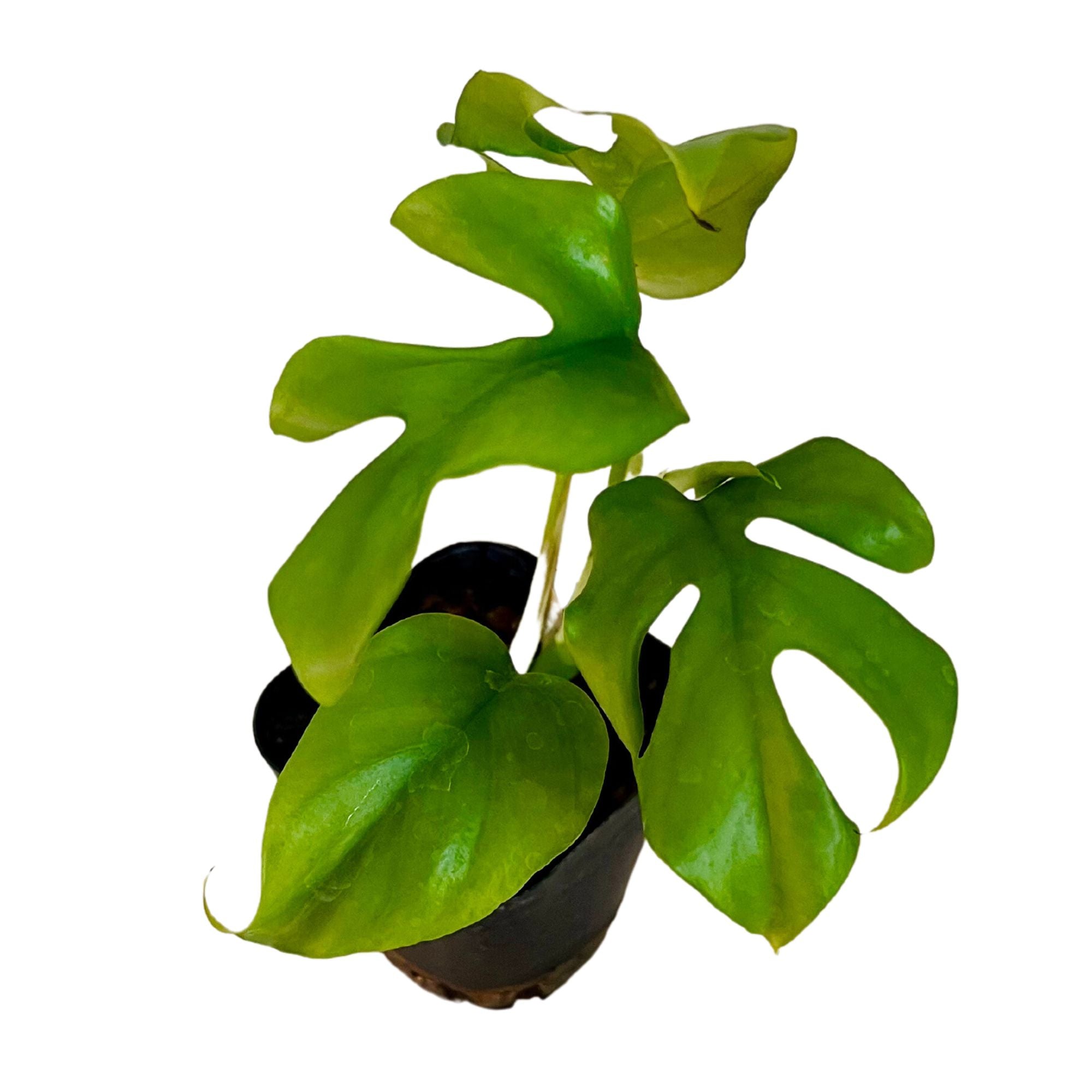 Mini Monstera in 2" pot