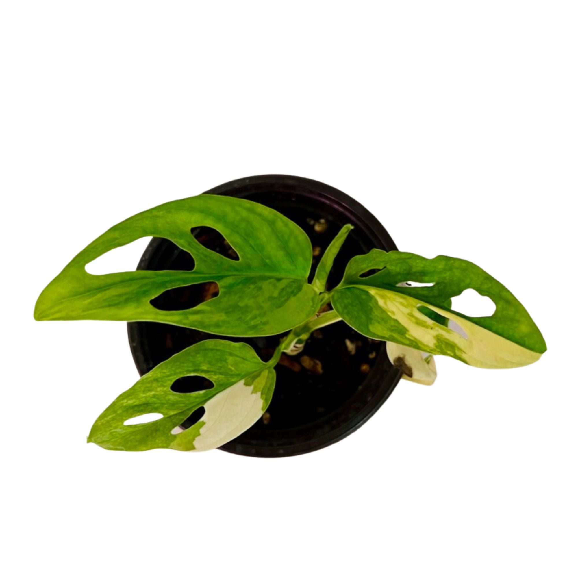 Monstera Acuminata Aurea in 4" pot