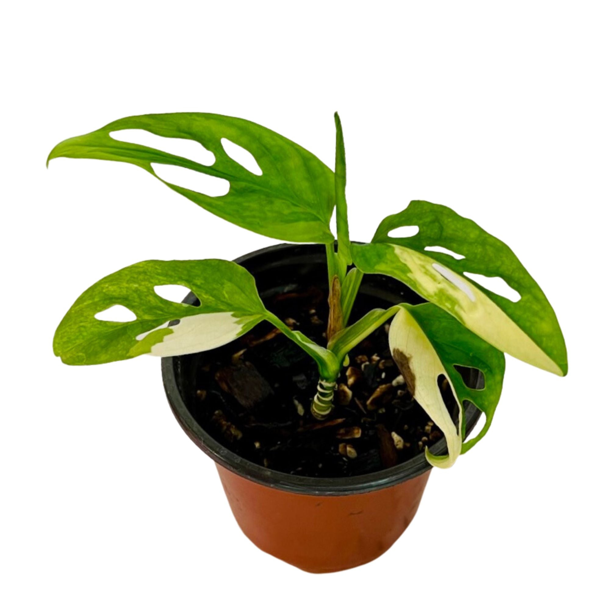 Monstera Acuminata Aurea in 4" pot