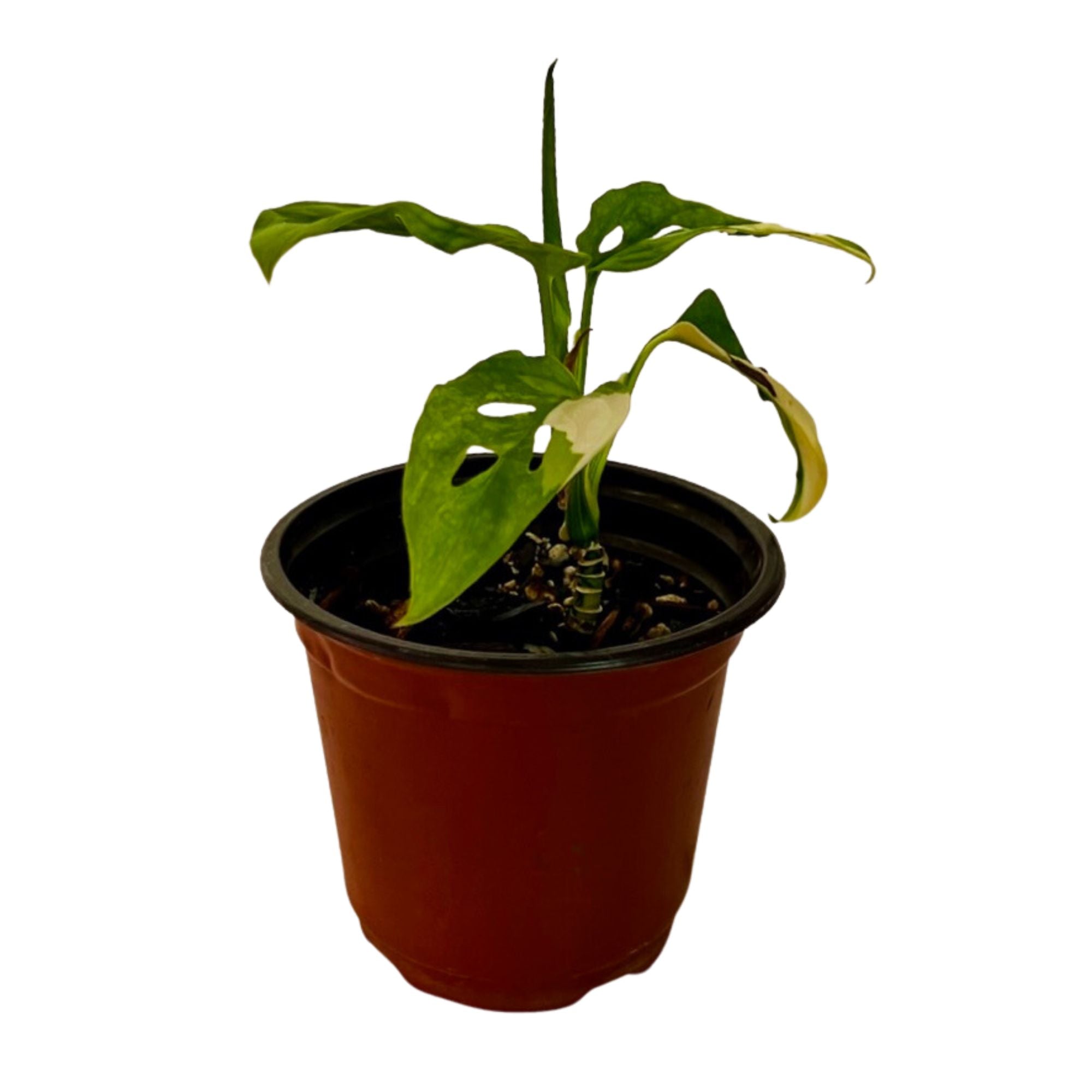 Monstera Acuminata Aurea in 4" pot