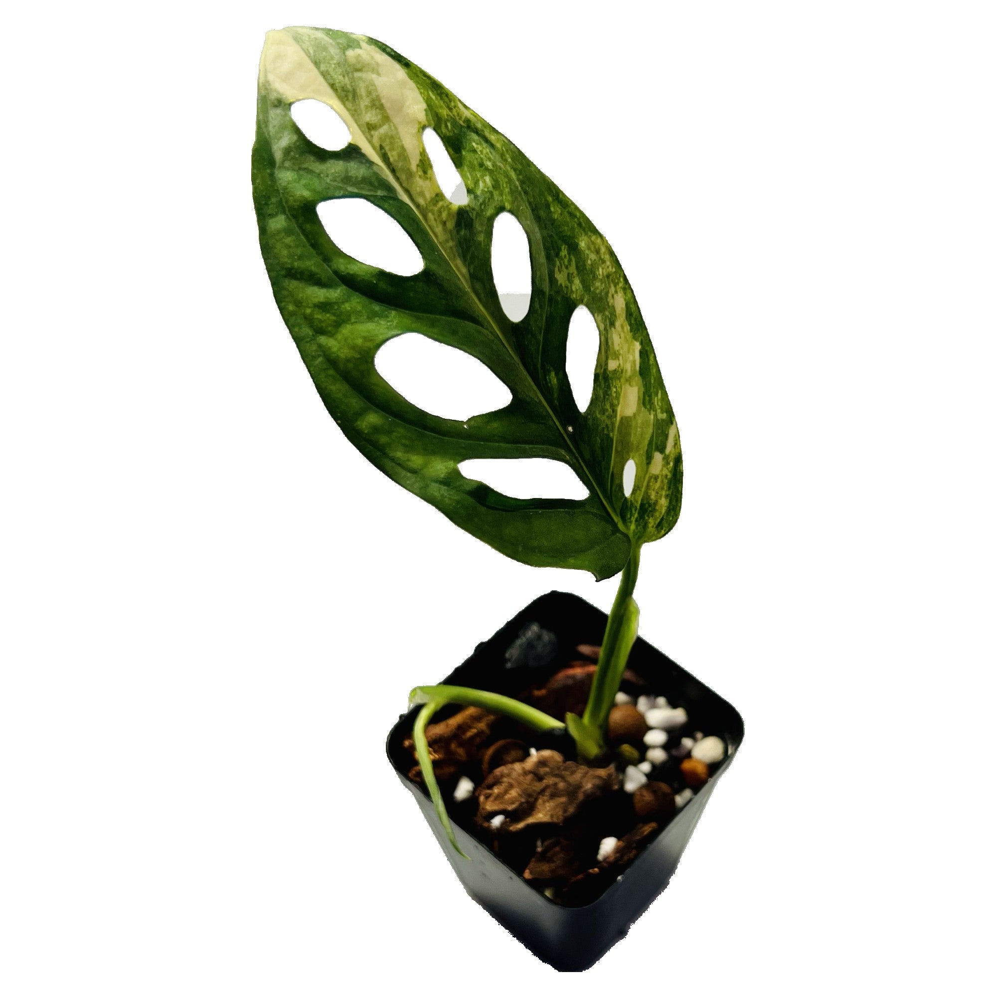Monstera Acuminata Aurea in 2" pot