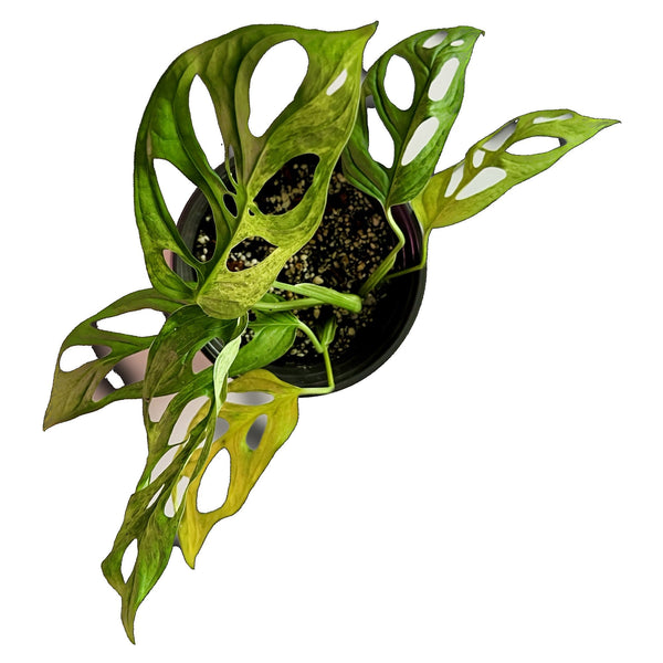 Monstera Adansonii Mint - Medium Monstera Adansonii Mint - Medium